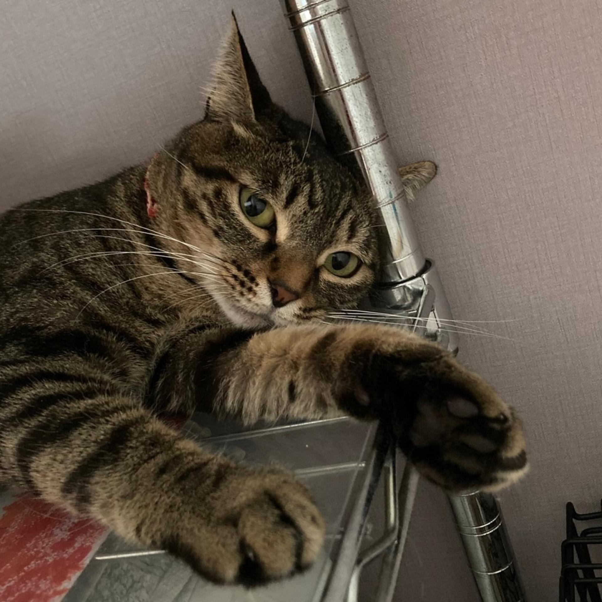 pet-image-6