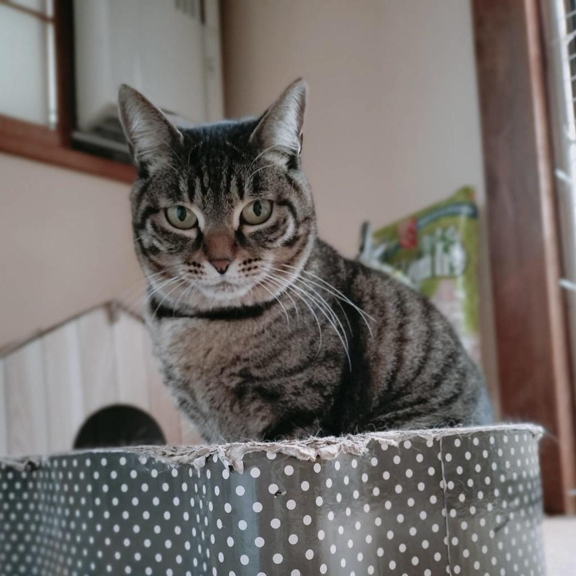 pet-image-2