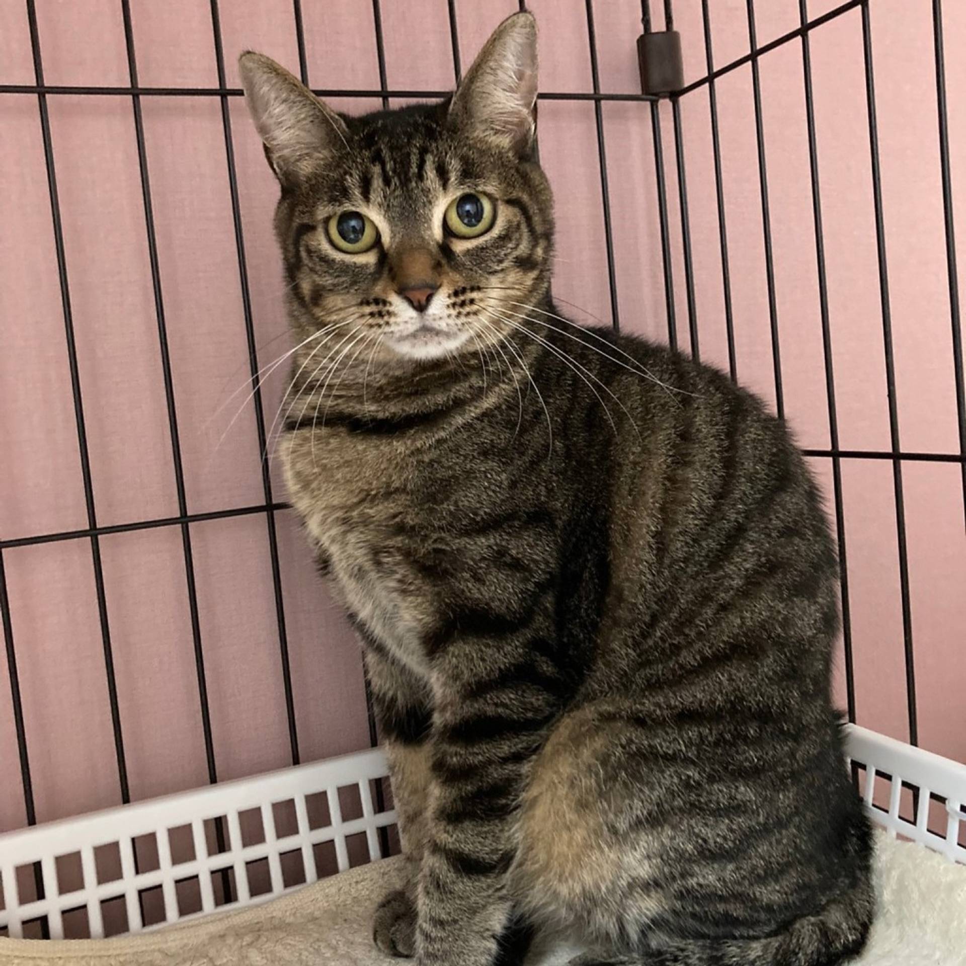 雑種（ミックス猫）・メスの里親募集の写真