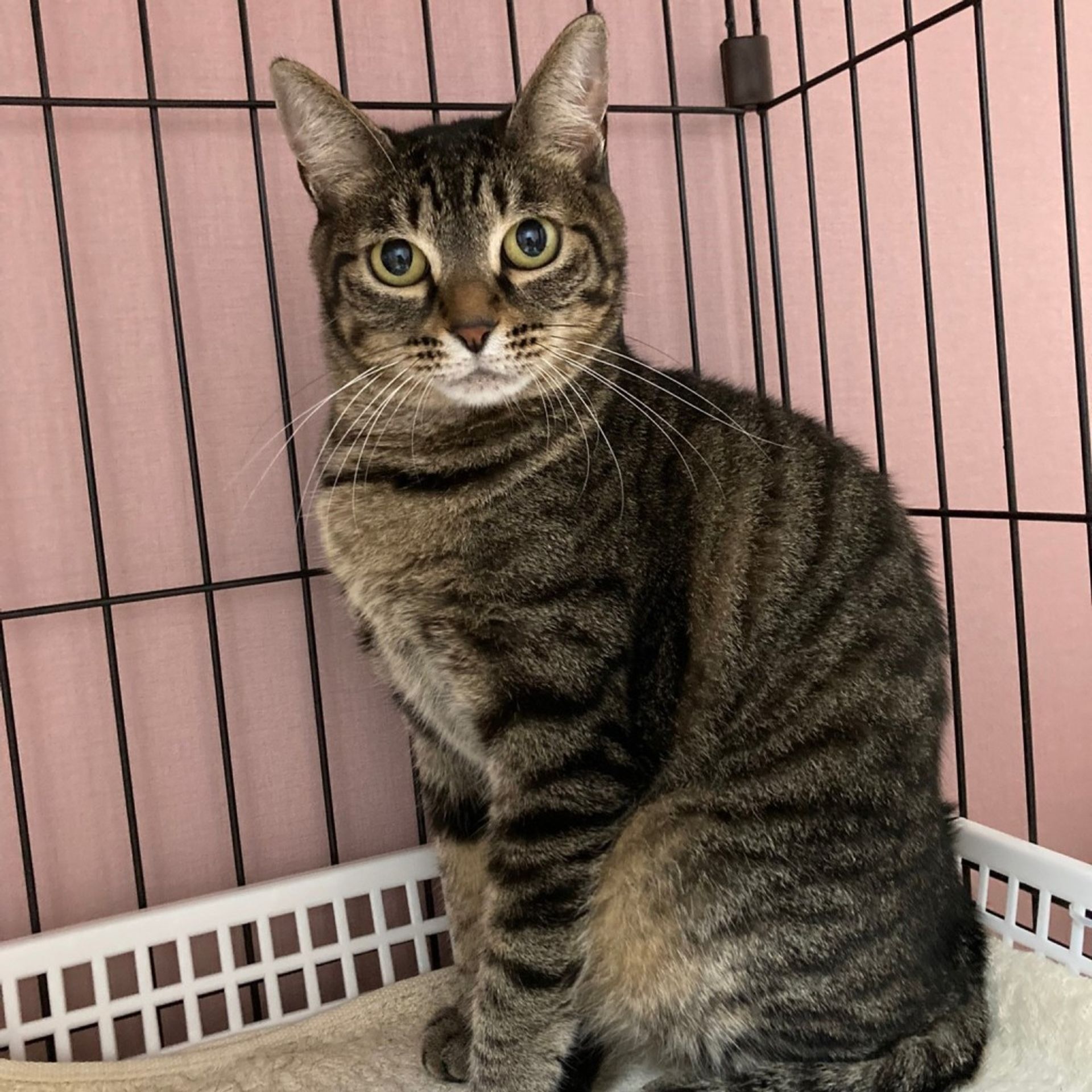 雑種（ミックス猫）・メスの里親募集の写真