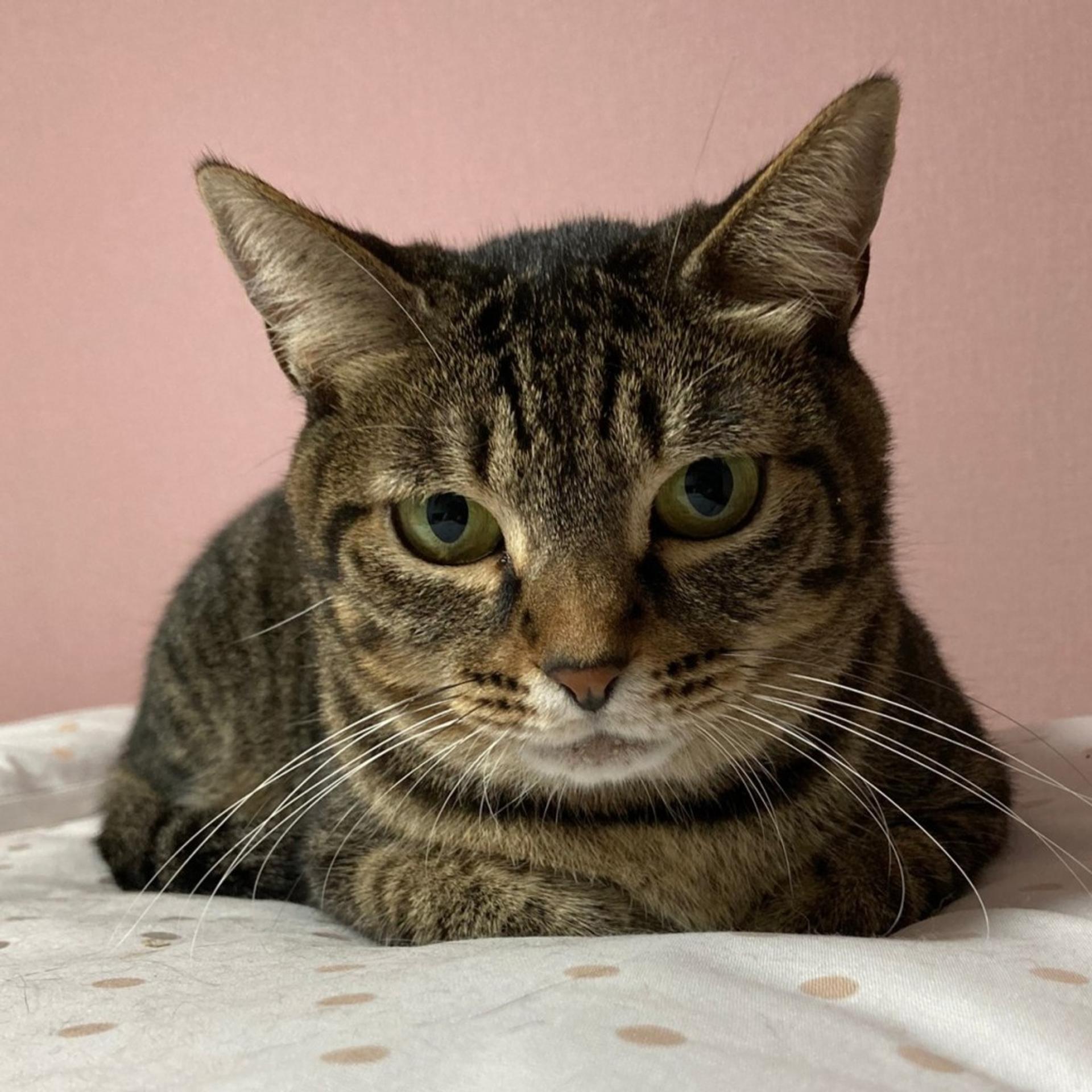 pet-image-9