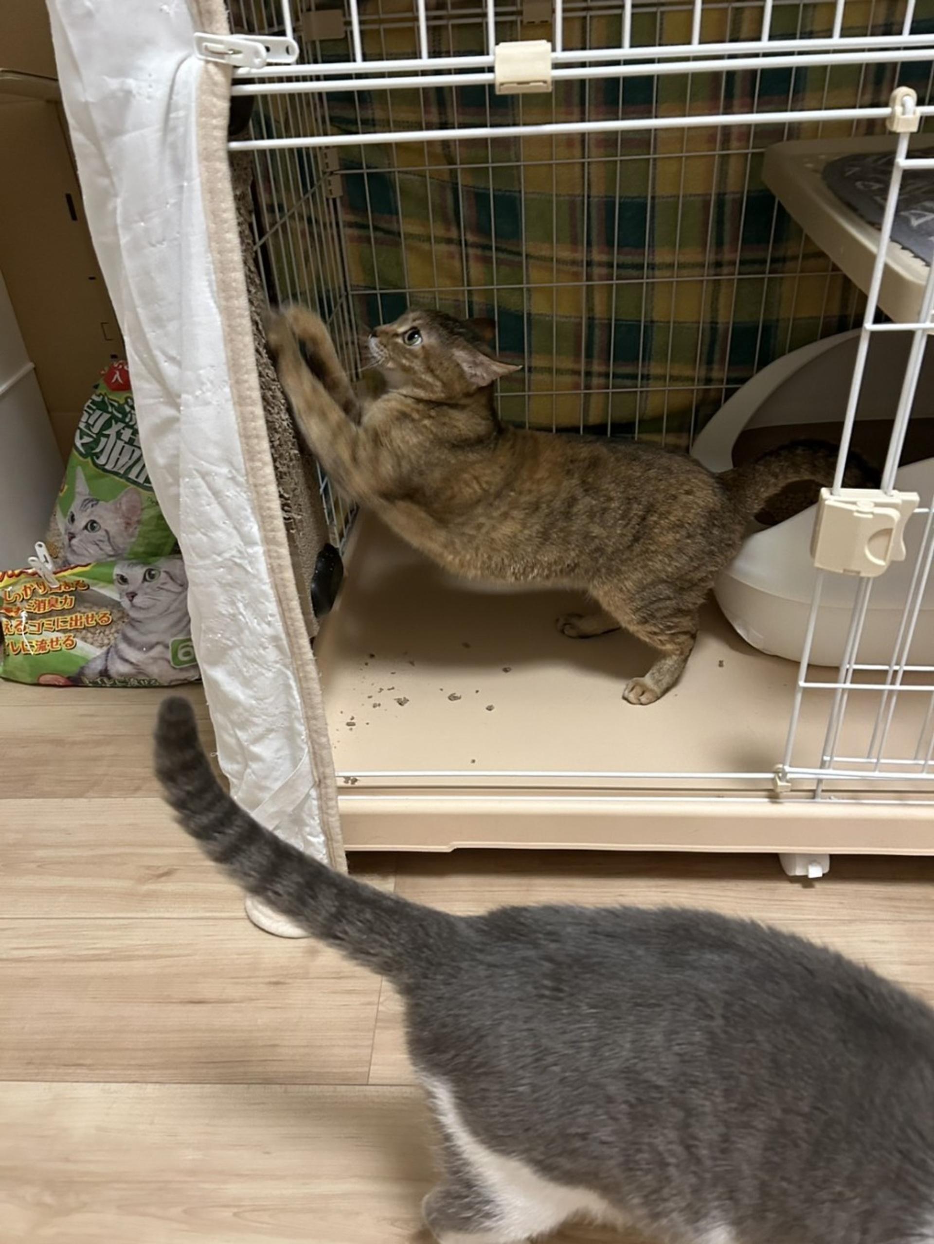 pet-image-8