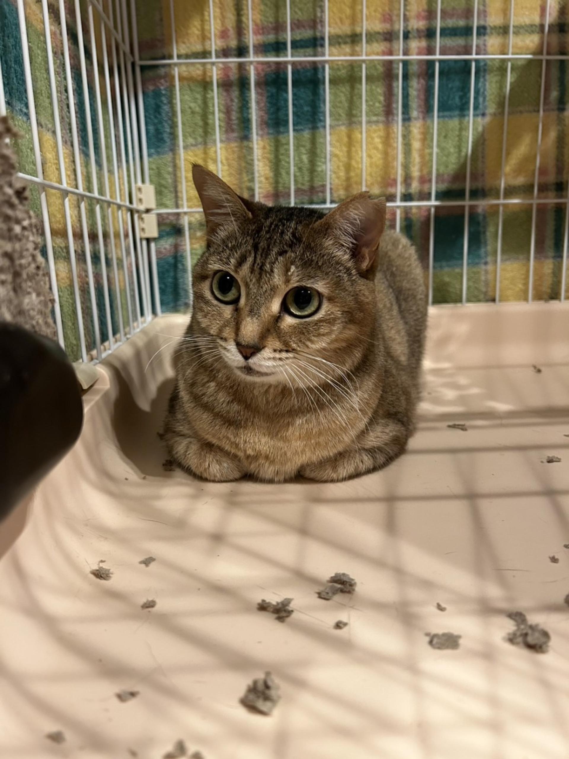 pet-image-9