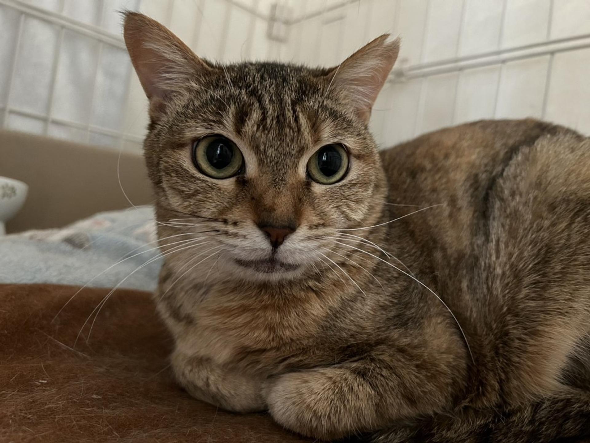 pet-image-5