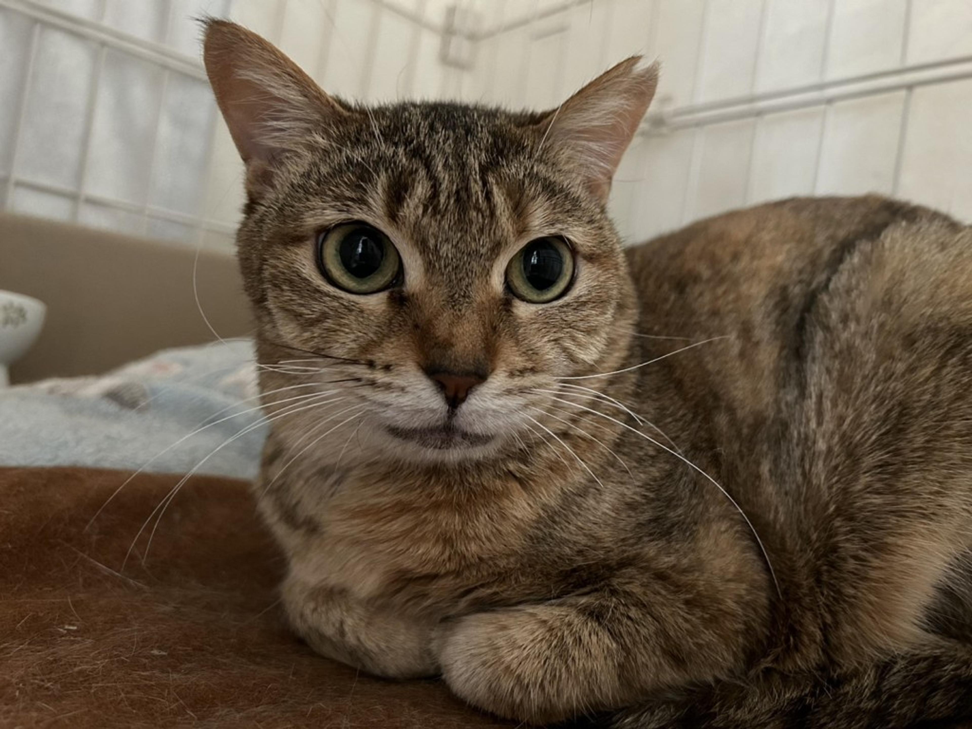 pet-image-5