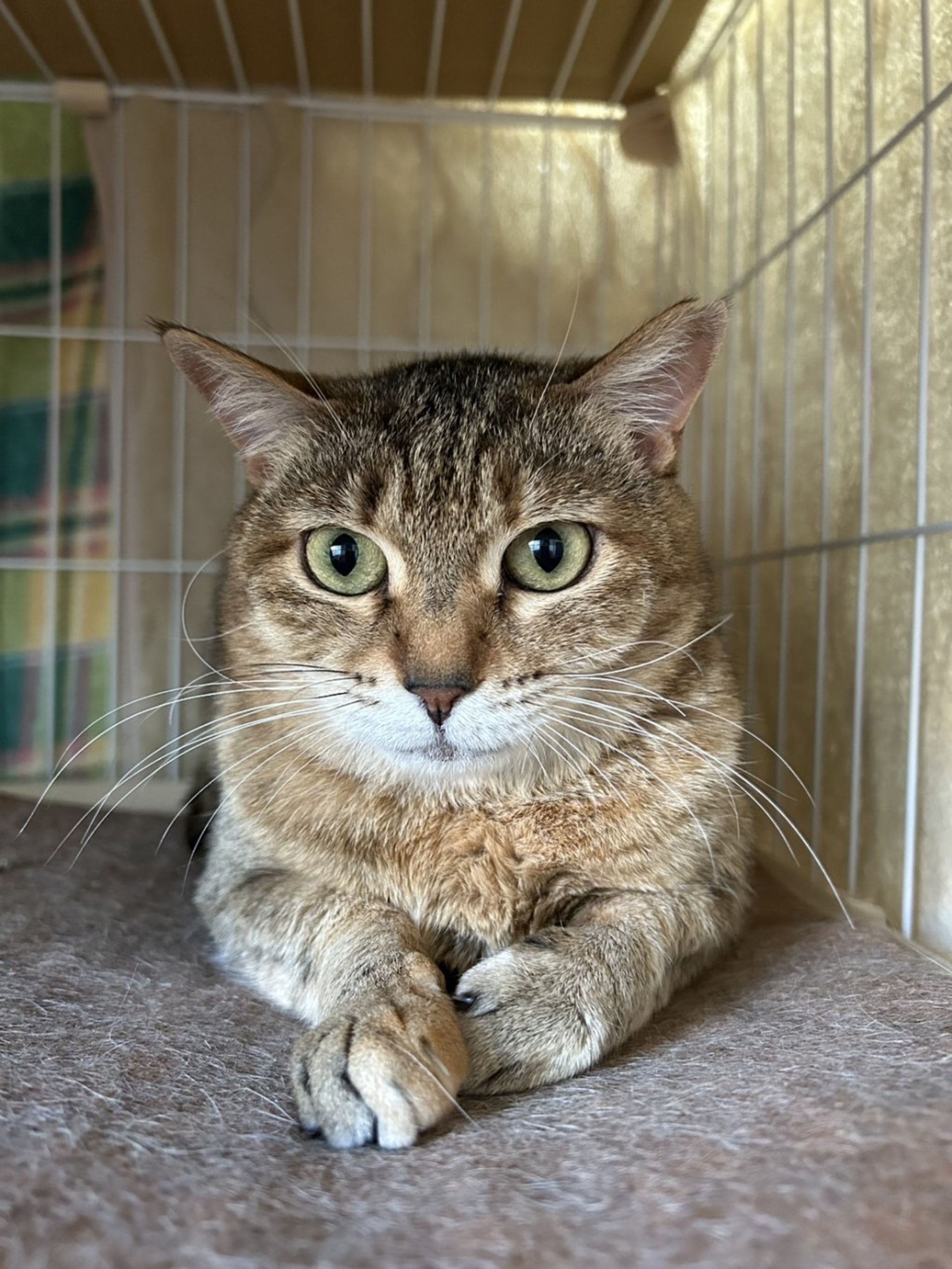 雑種（ミックス猫）・メスの里親募集の写真