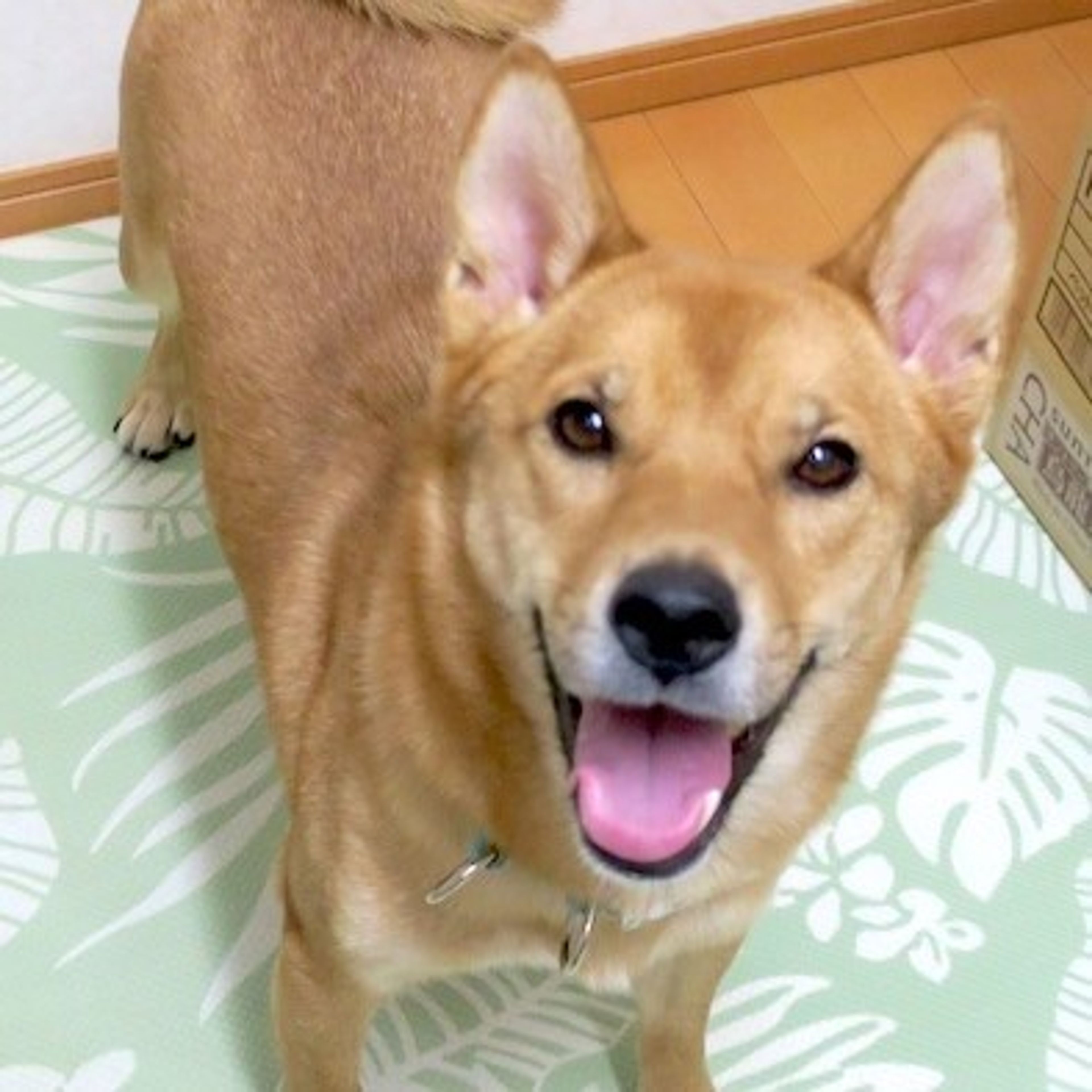 雑種（ミックス犬）・メスの里親募集の写真