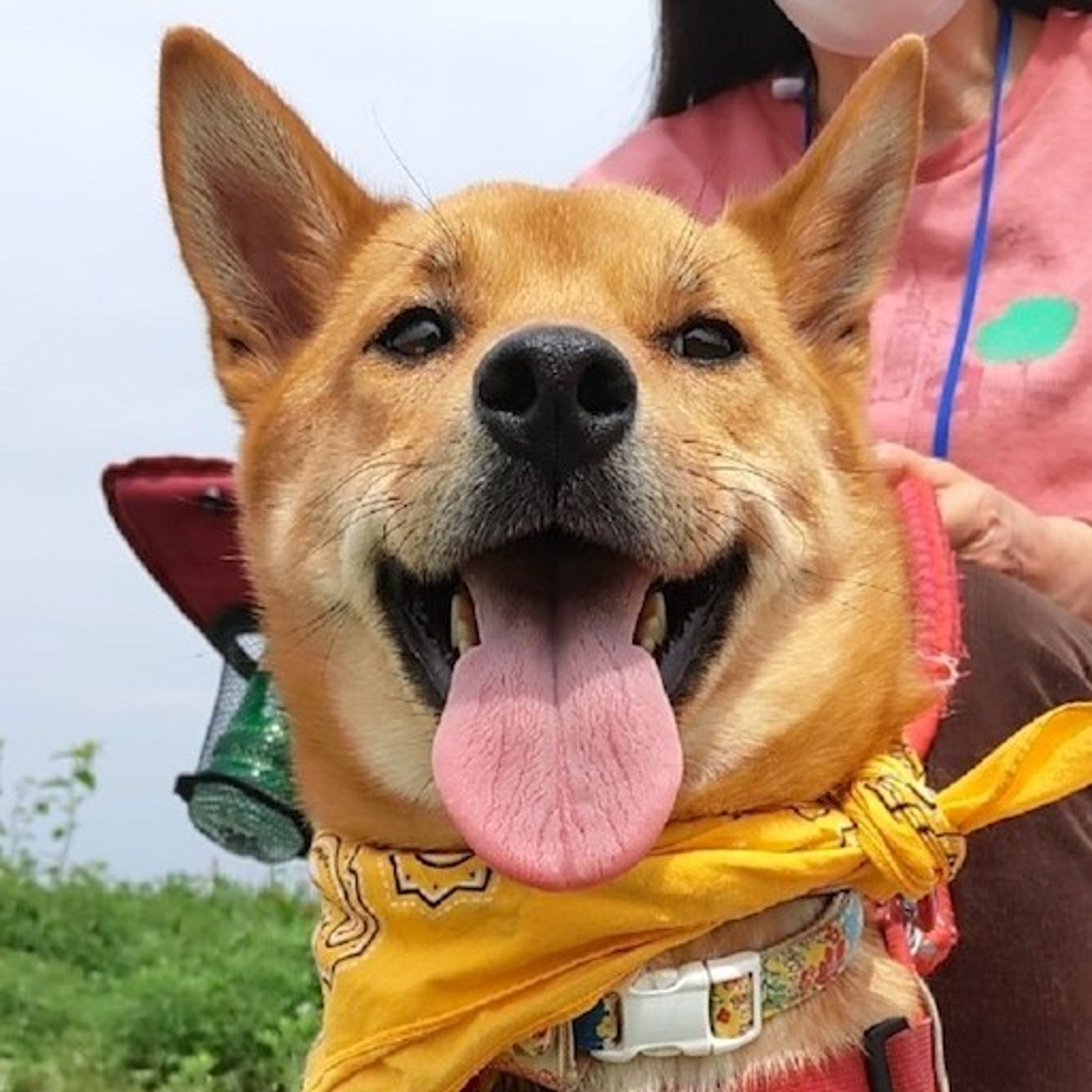 pet-image-2