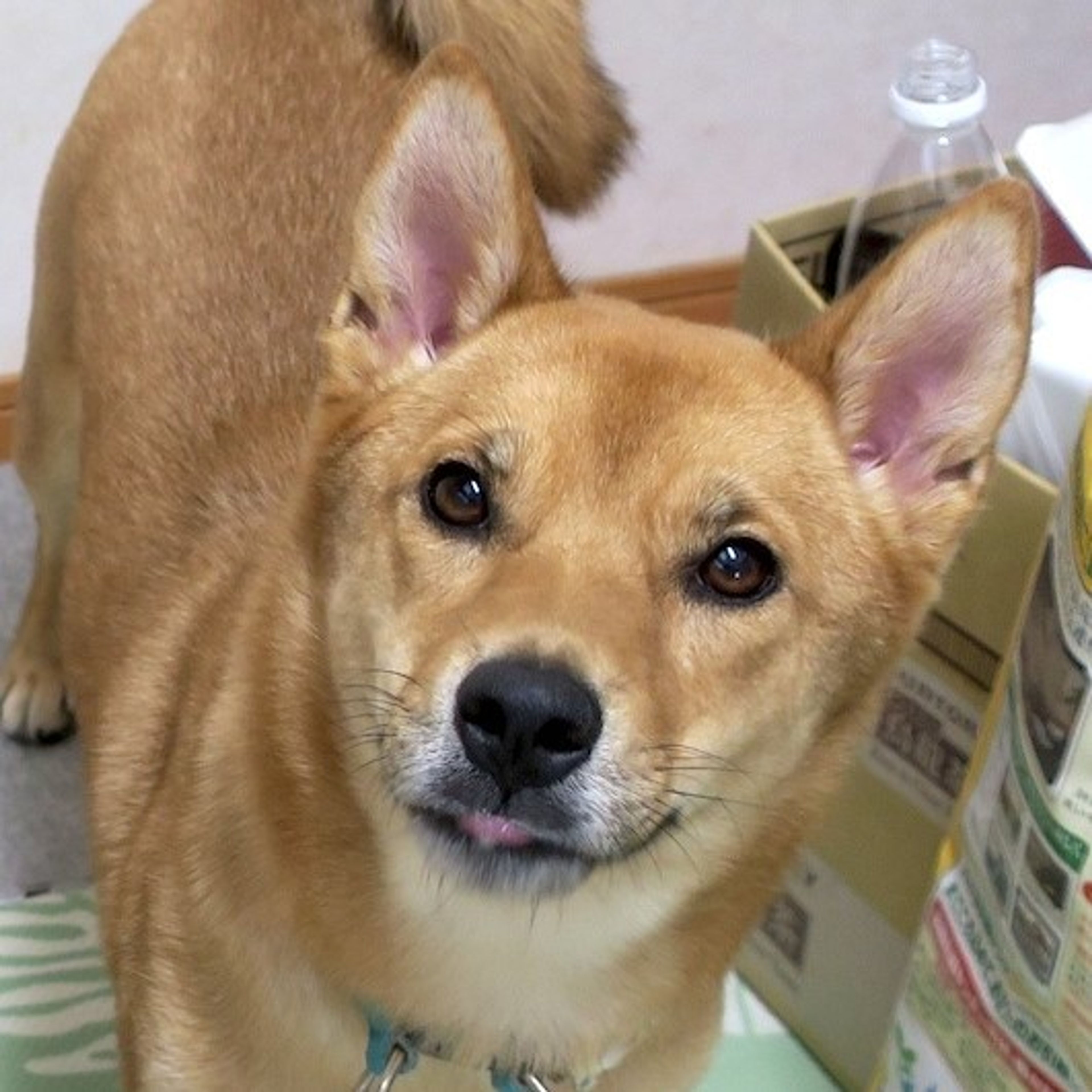 pet-image-3