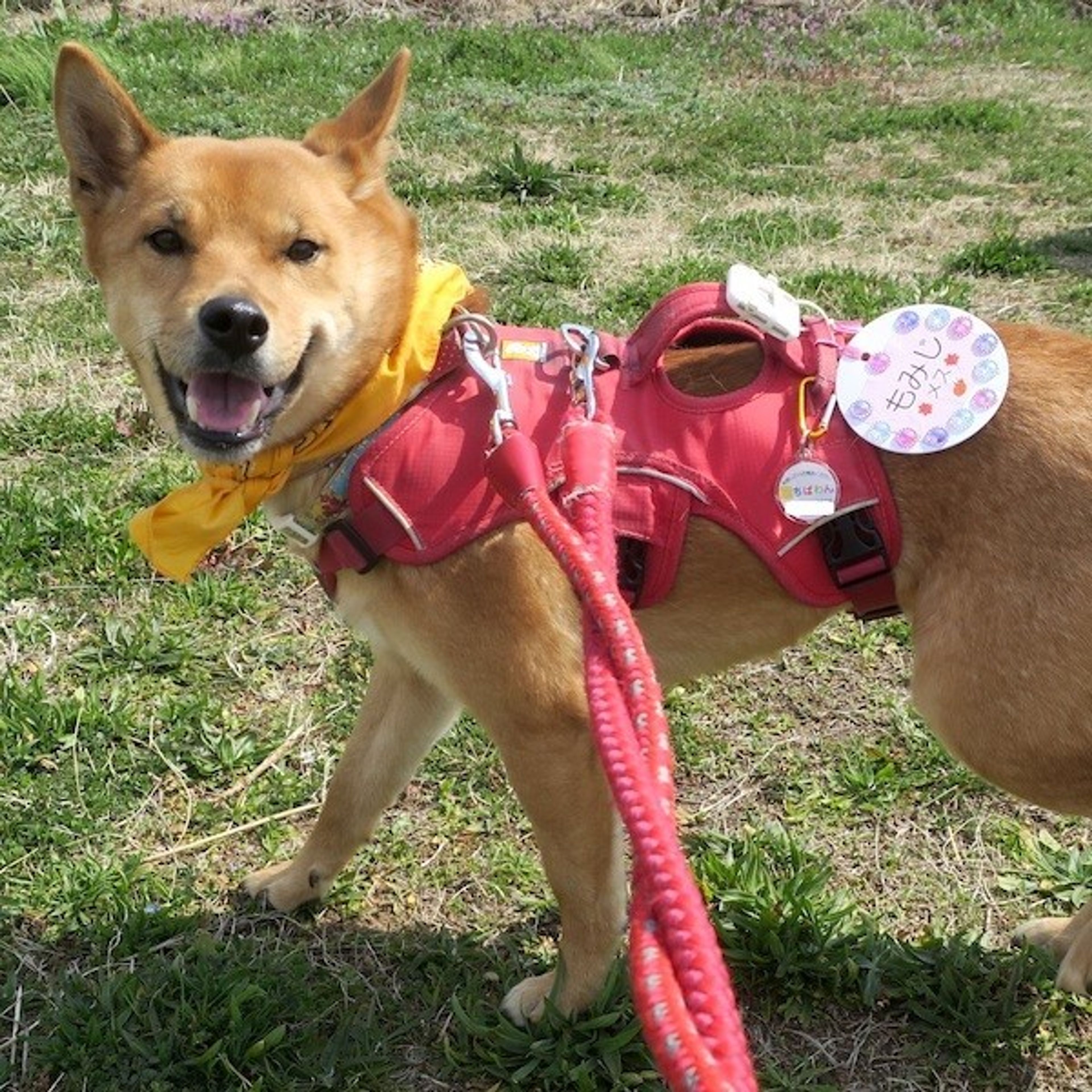 pet-image-4