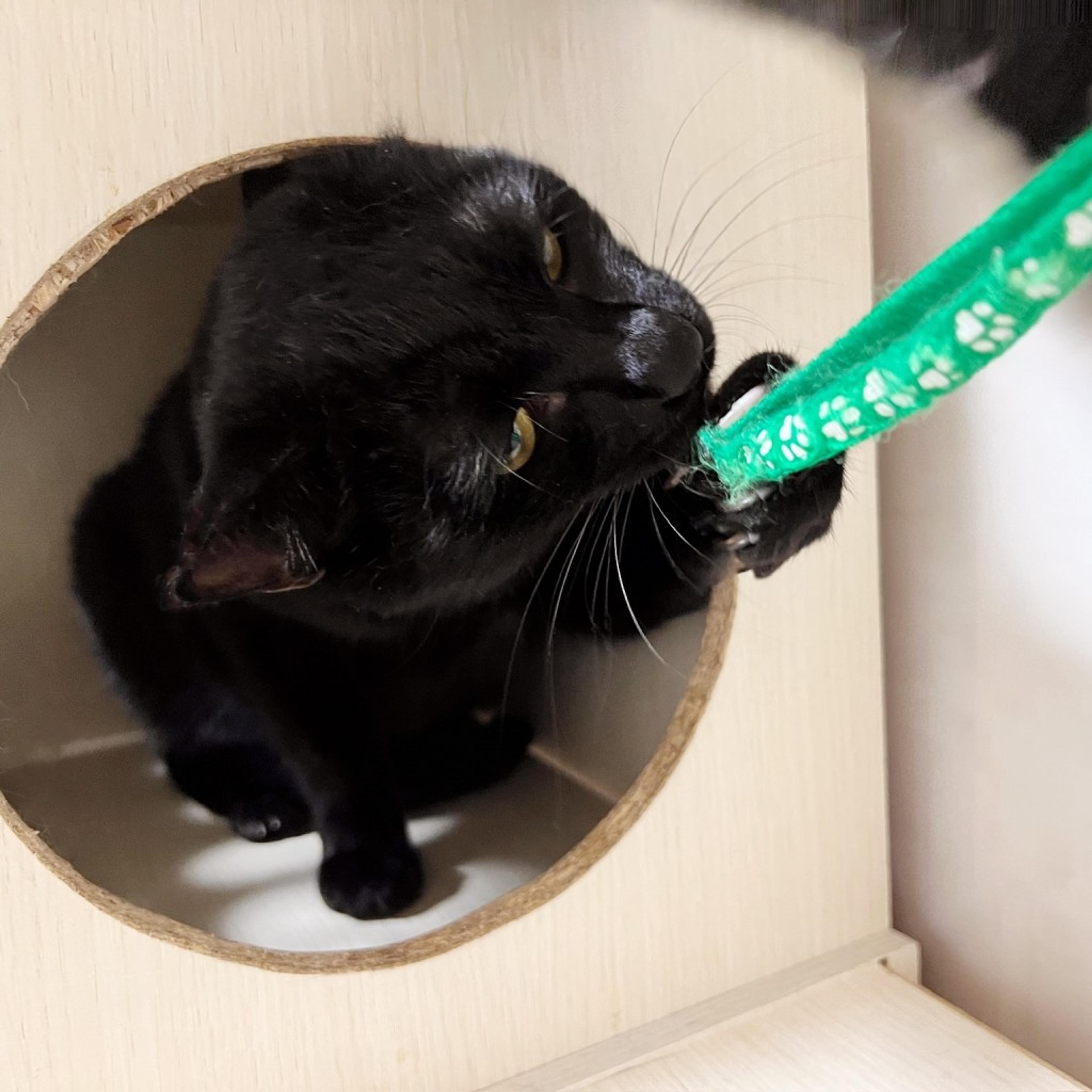 pet-image-6