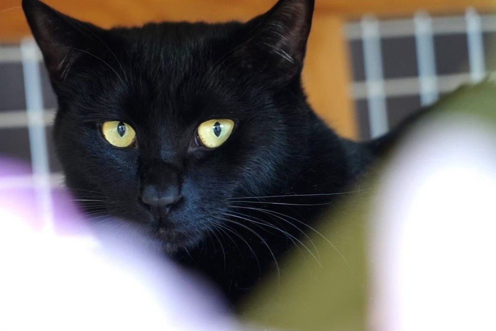 みこ様❤猫 ねこ 海水浴オブジェ♡ 黒猫キングはきっと僕のことカモ | 雑種（ミックス猫） | ティア