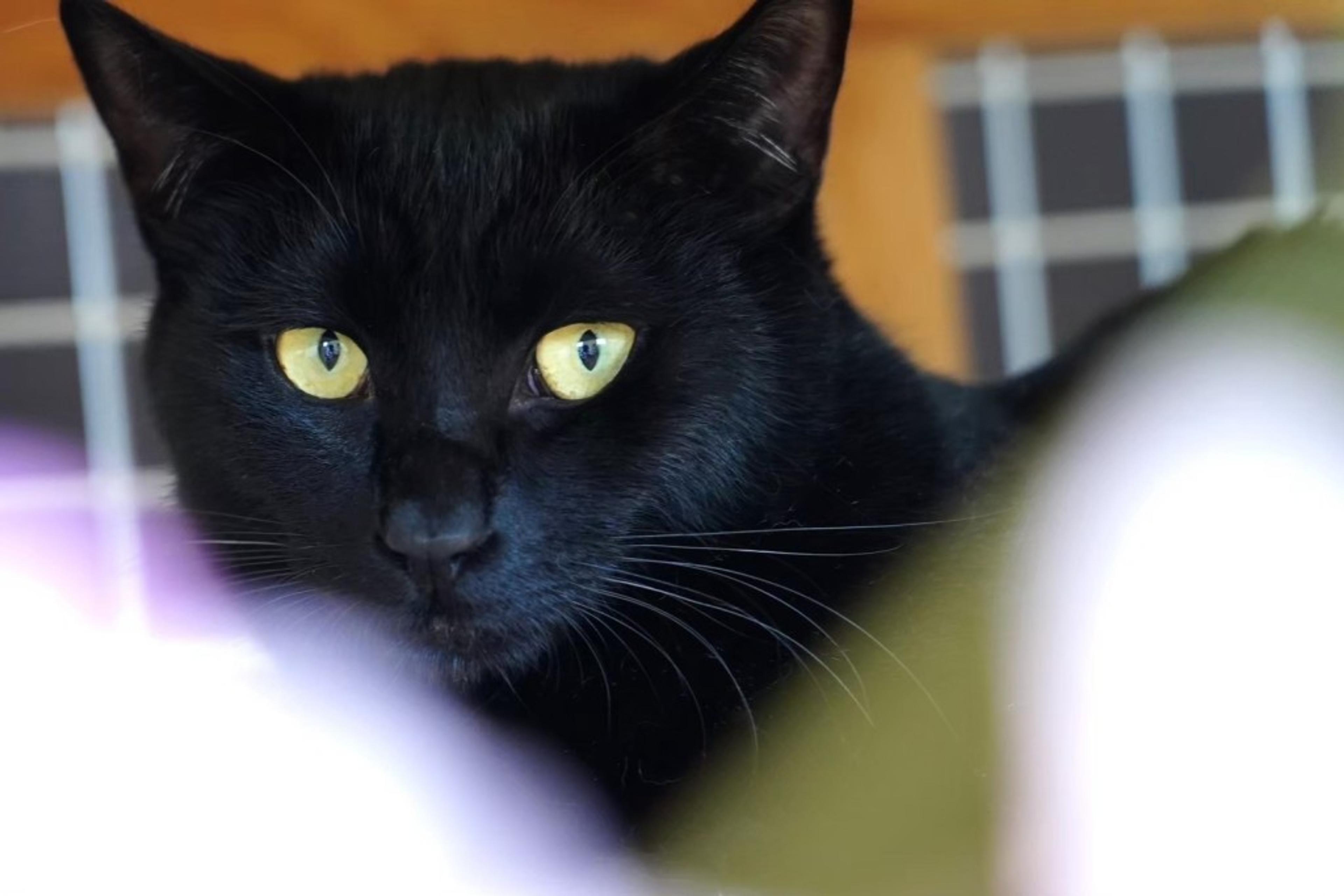 pet-image-7