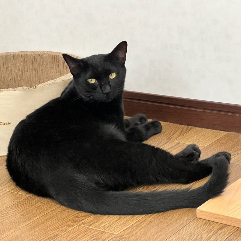 黒猫kun Amazon.co.jp: サン・アロー 魔女の宅急便 黒猫 ジジ M K-8661
