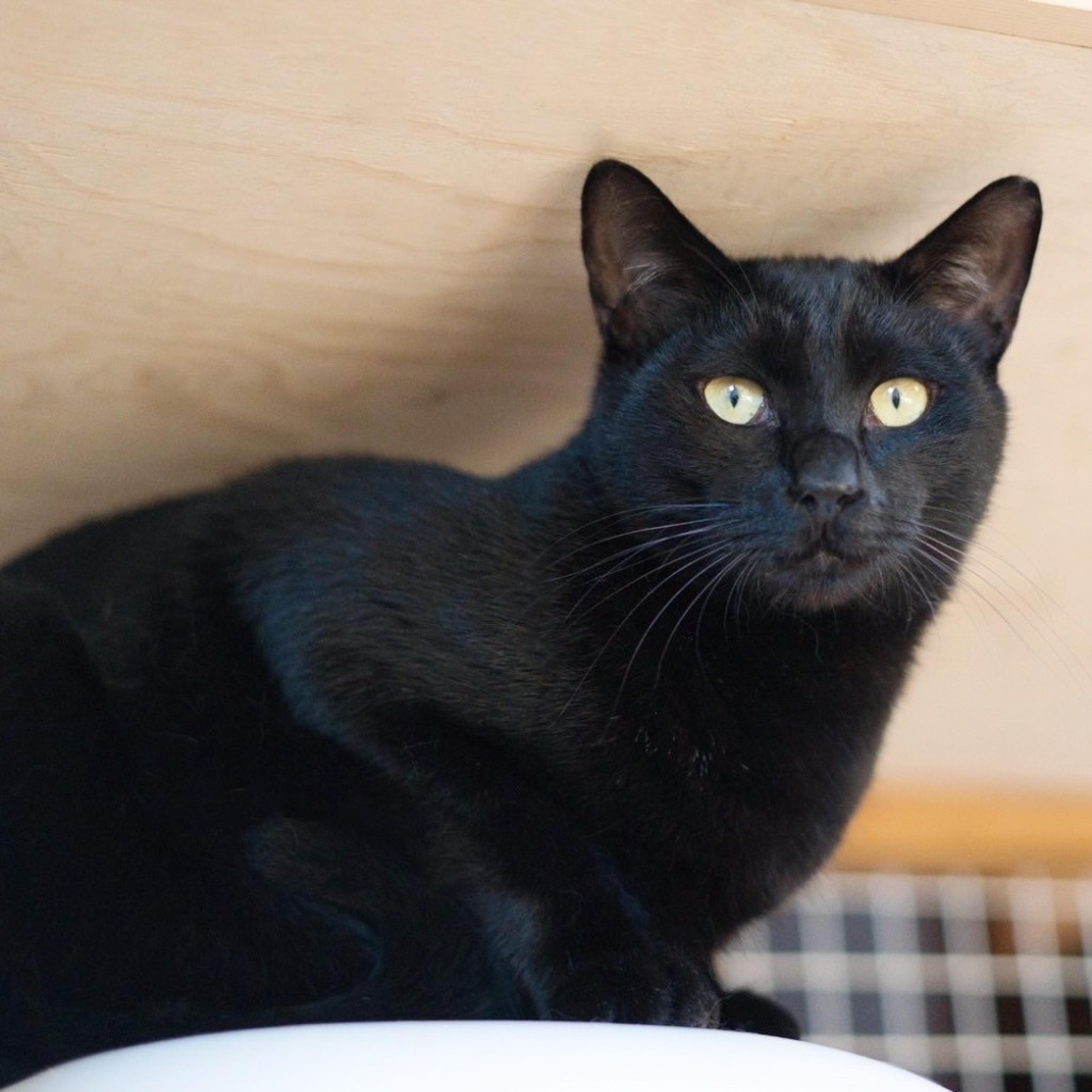 pet-image-3
