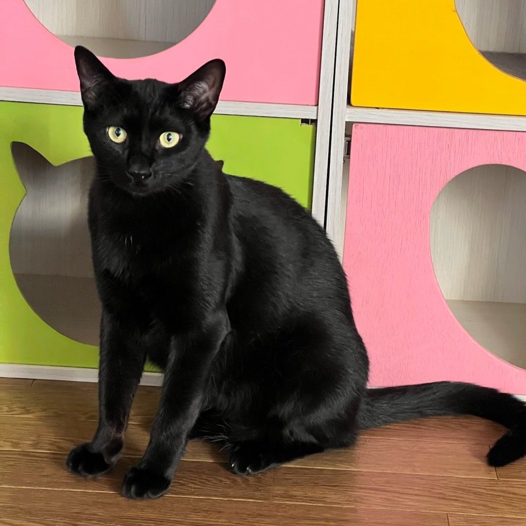 【公式】 黒猫キングはきっと僕のことカモ 雑種（ミックス猫 | その他