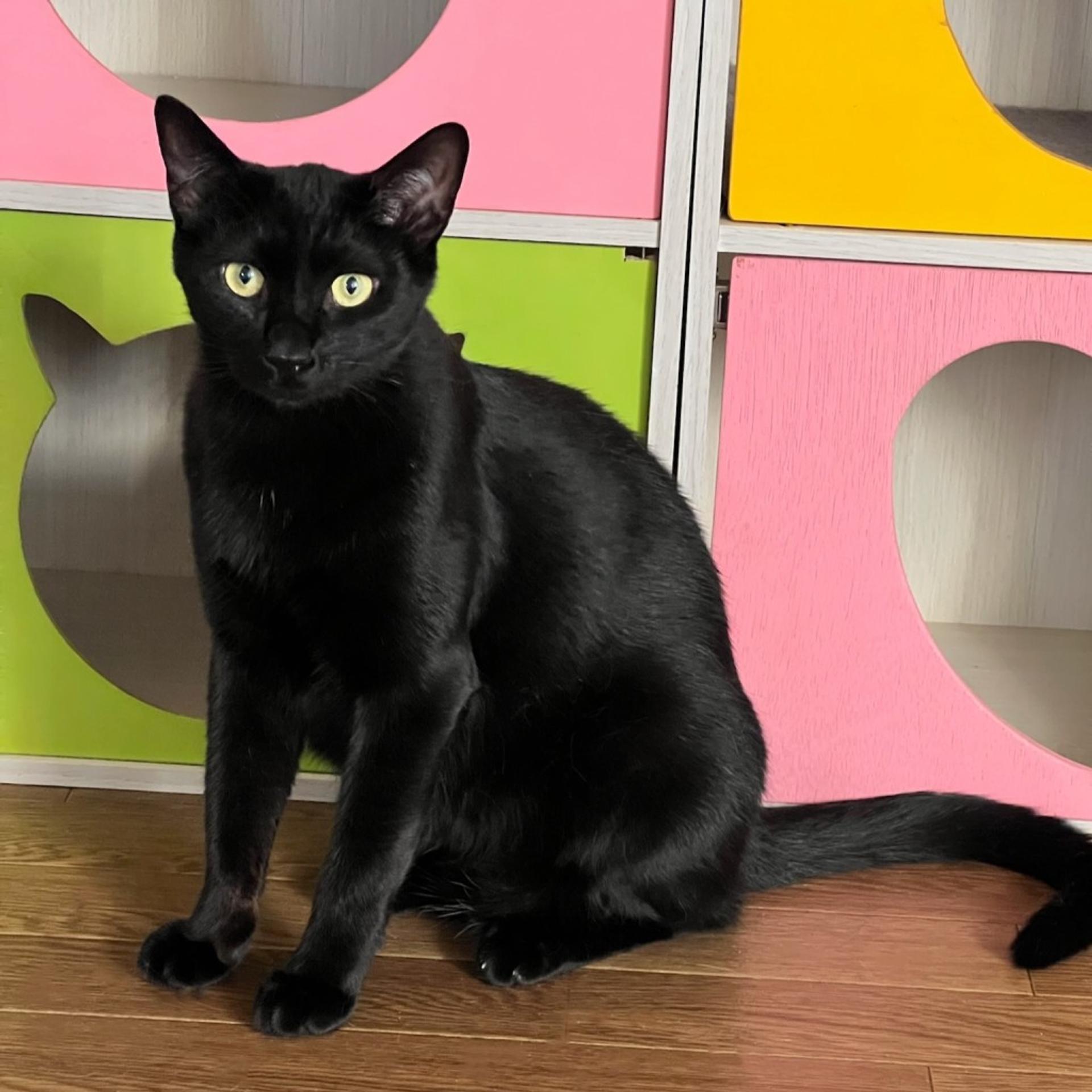 pet-image-4