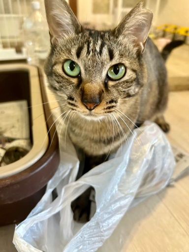 雑種（ミックス猫）・メスの里親募集の写真