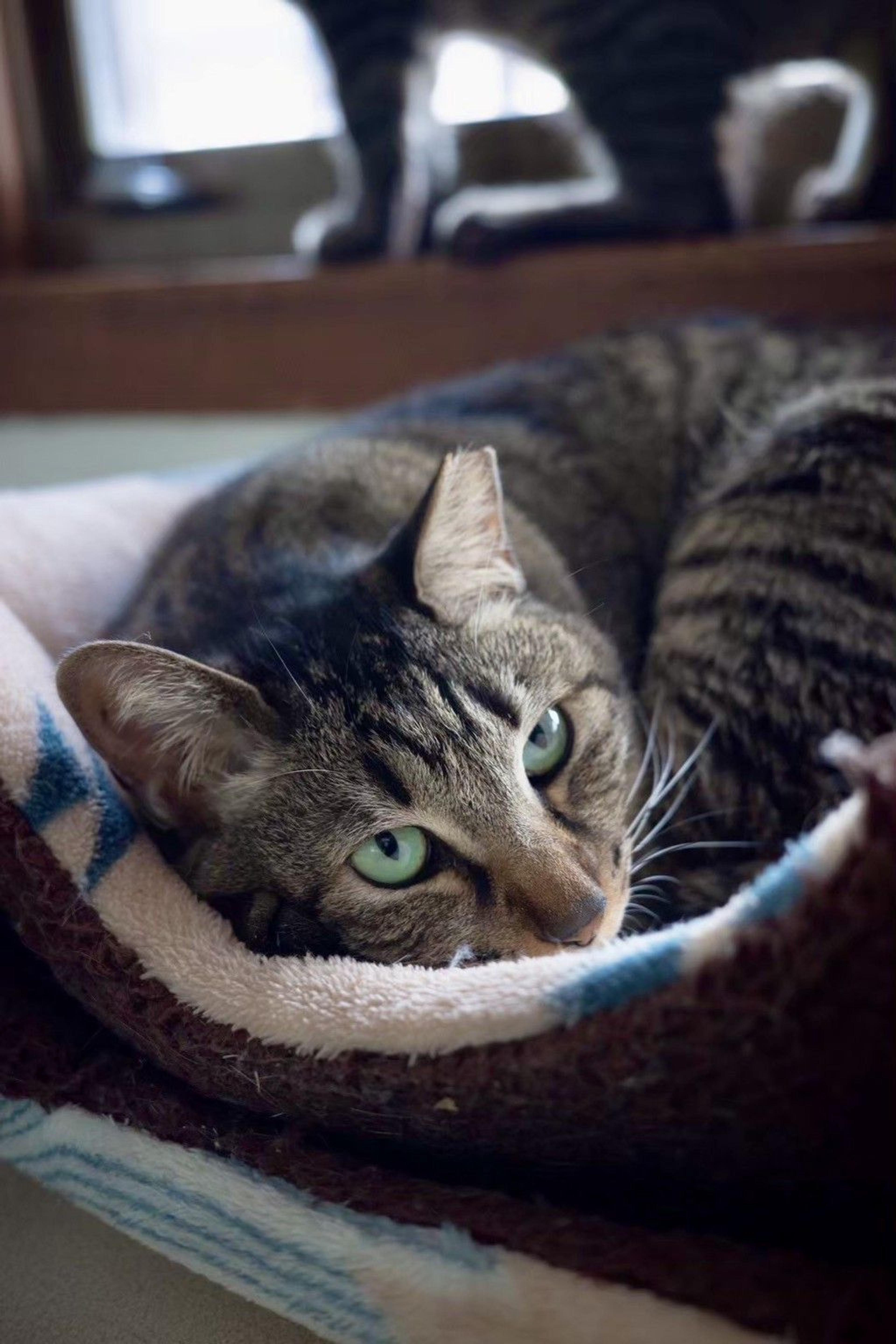 pet-image-3