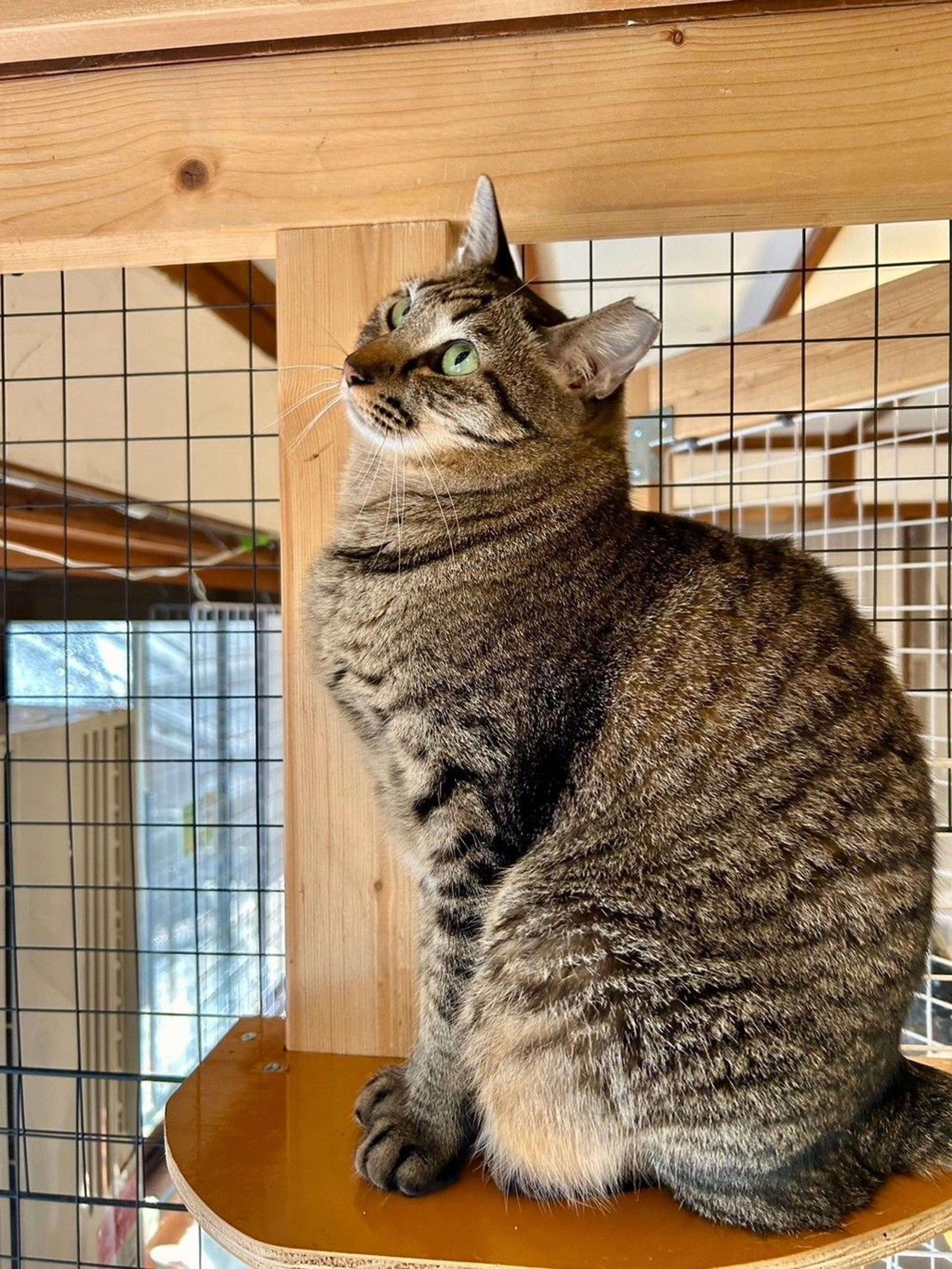 pet-image-4