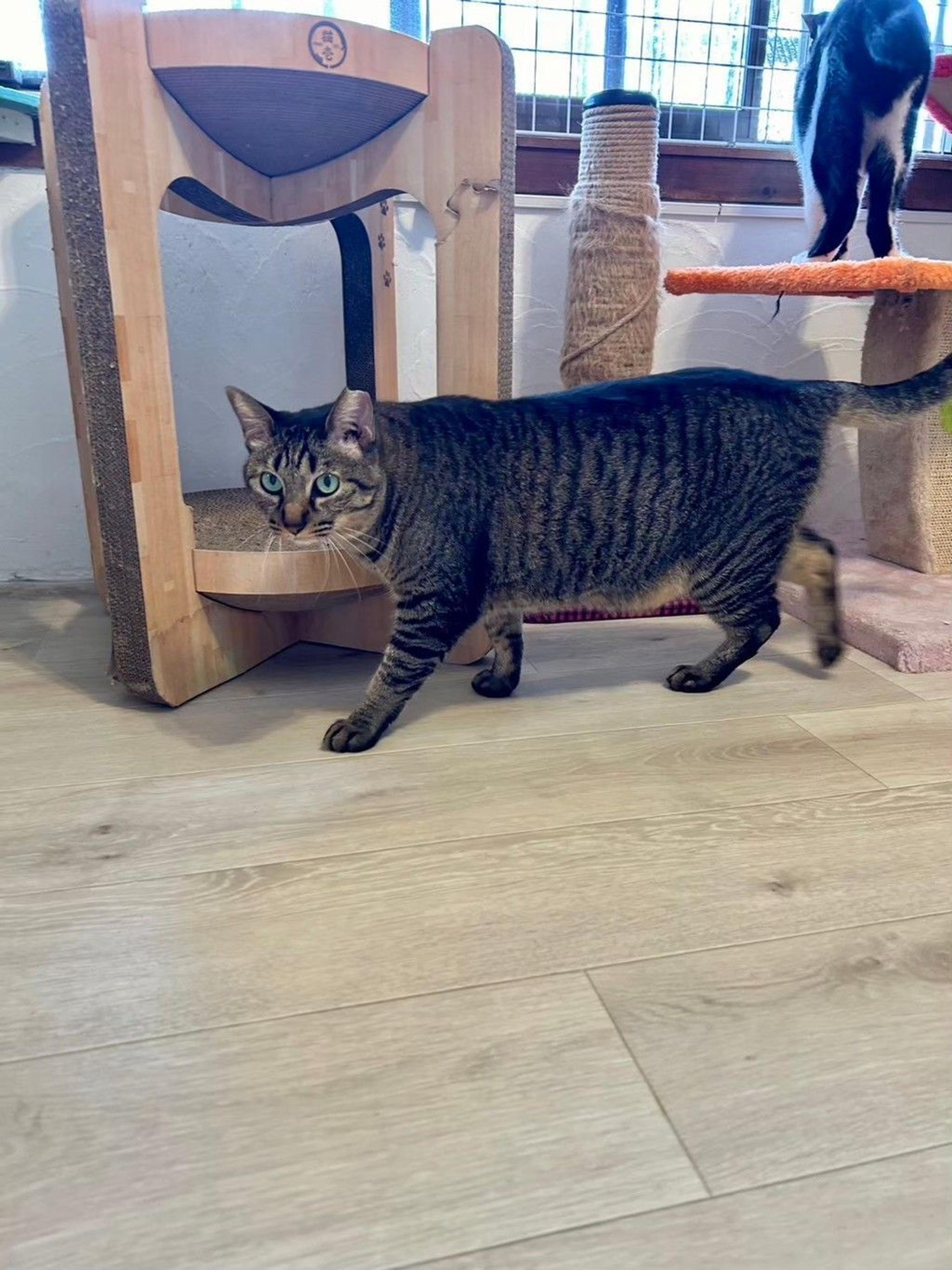 pet-image-5