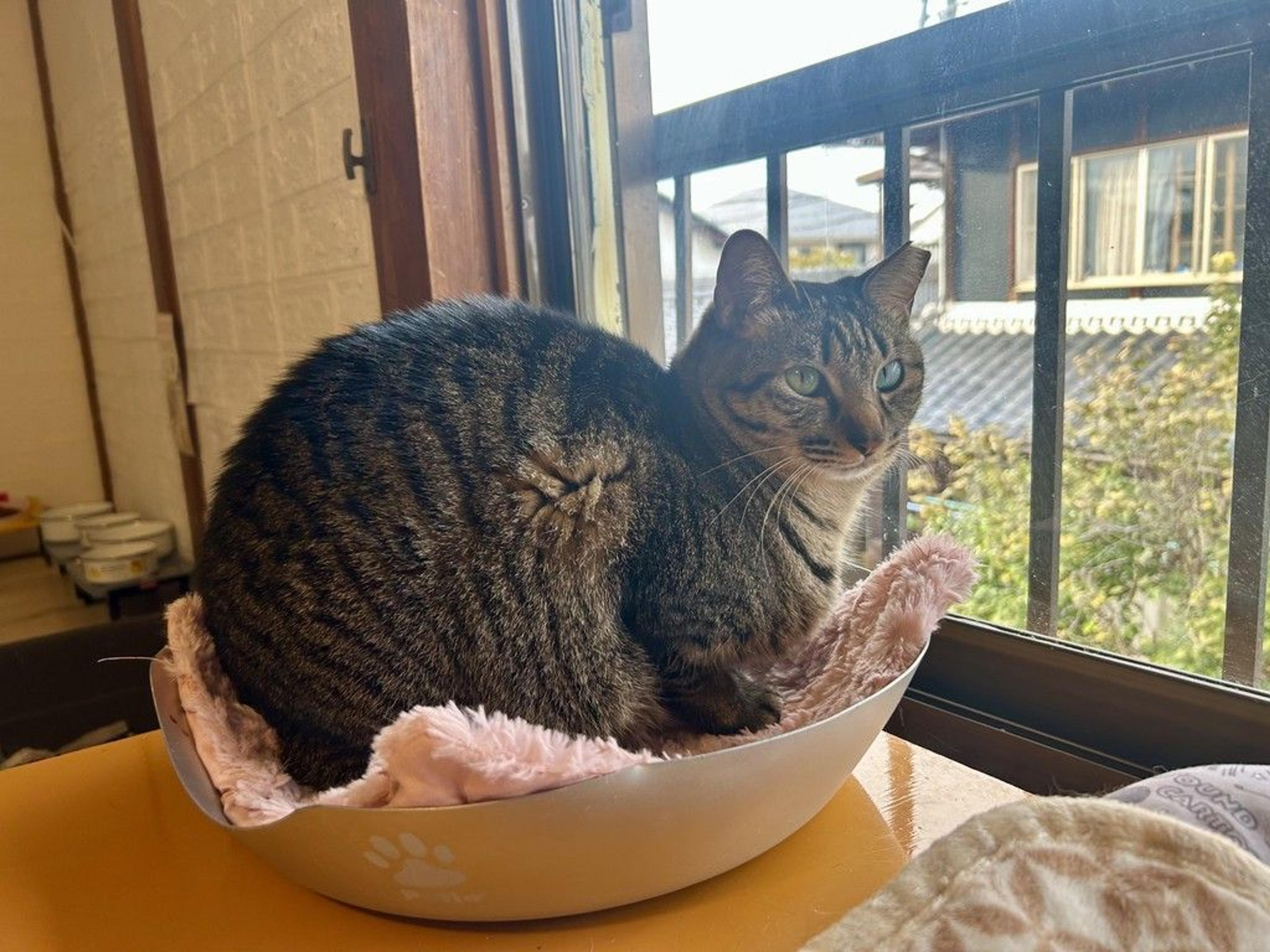 pet-image-9