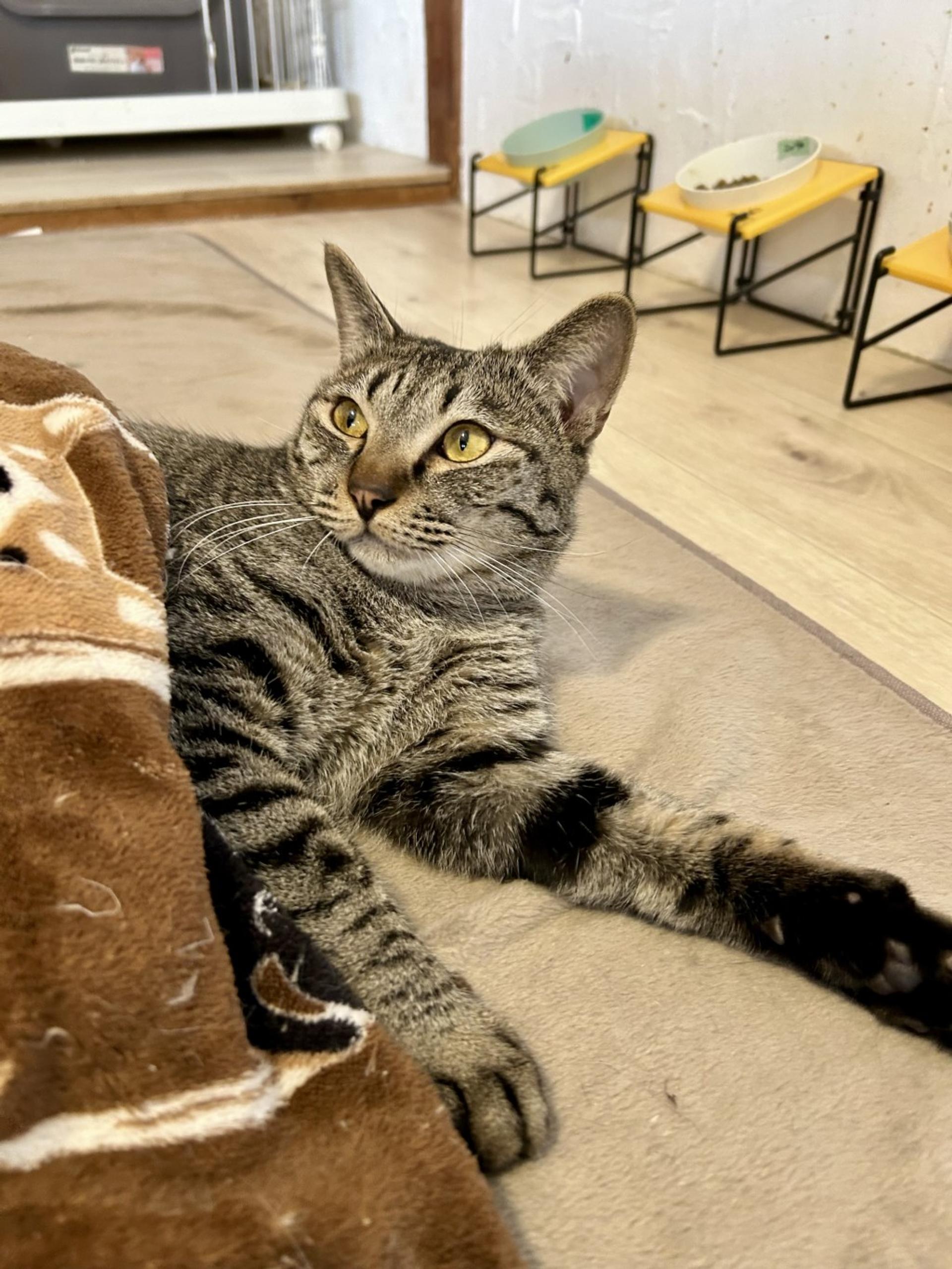 pet-image-5