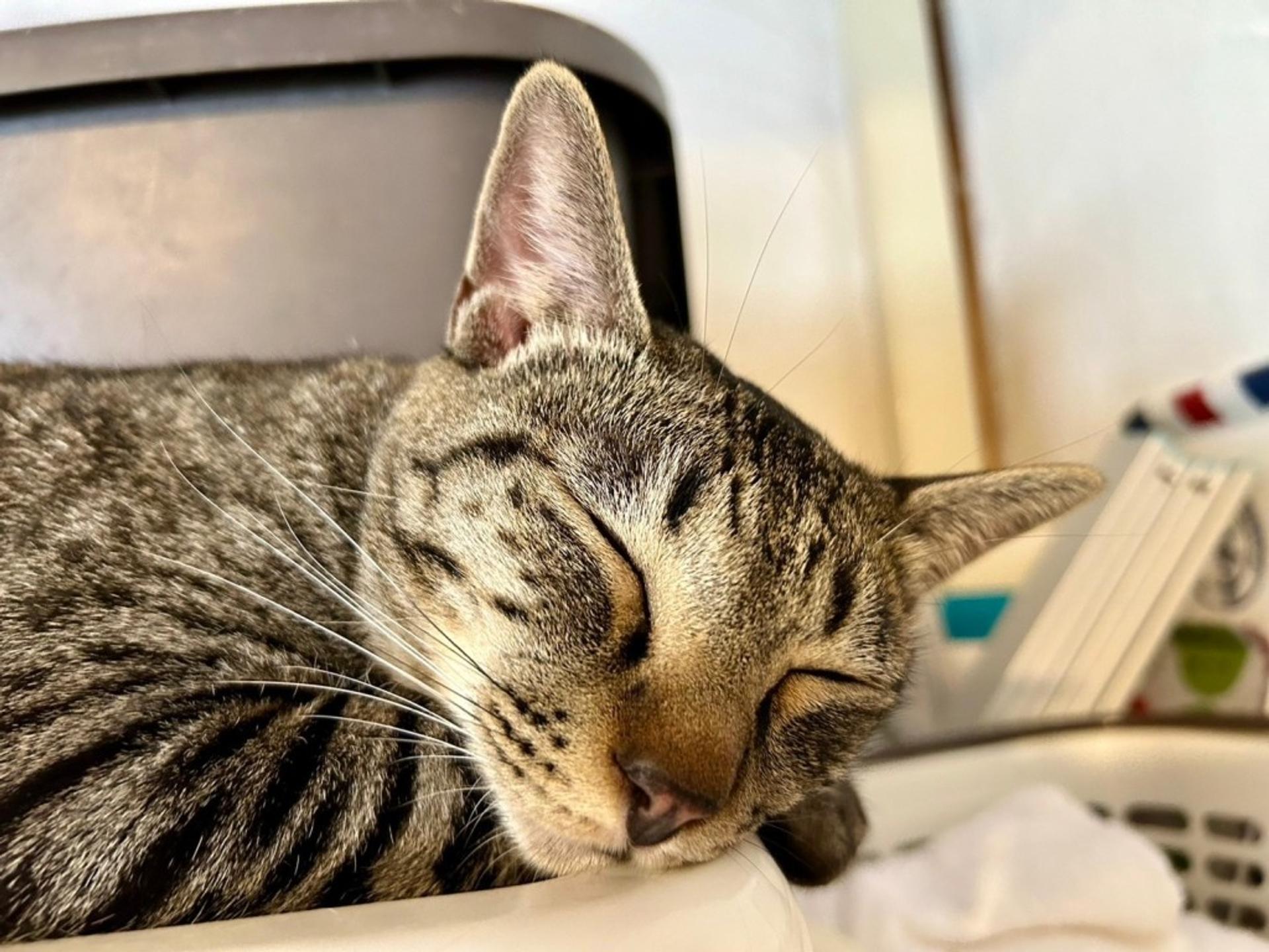 pet-image-7