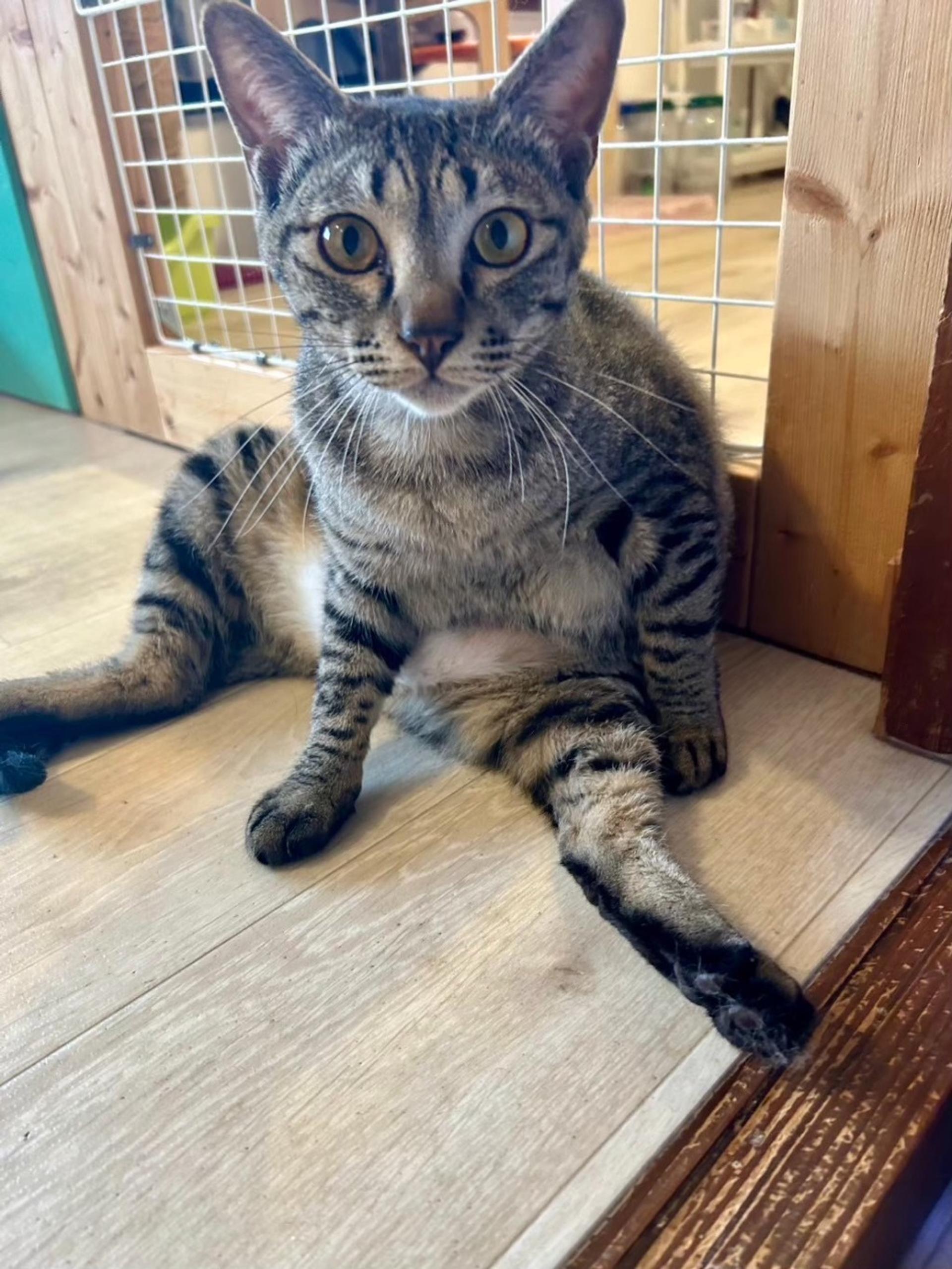 pet-image-9
