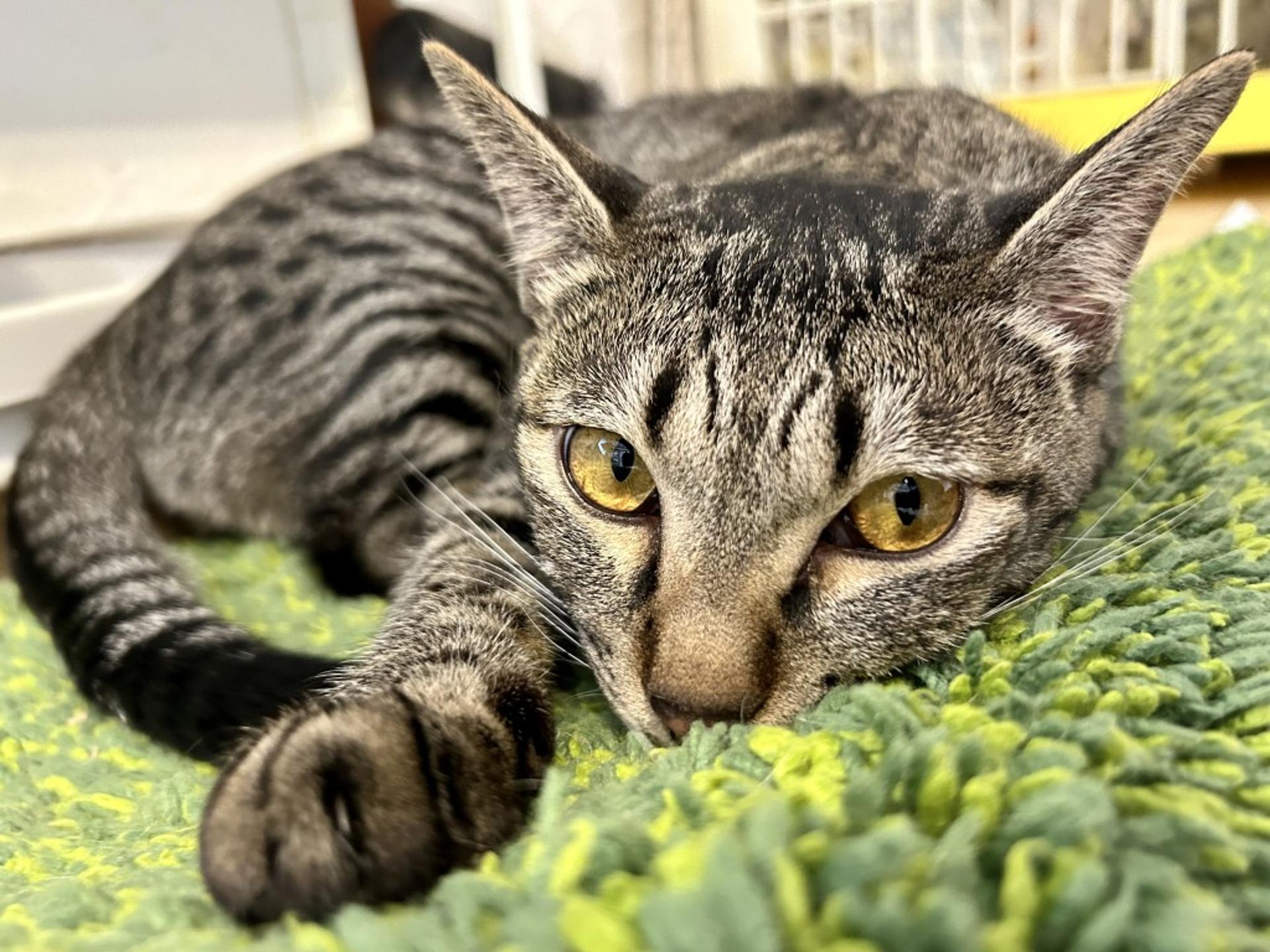 pet-image-2
