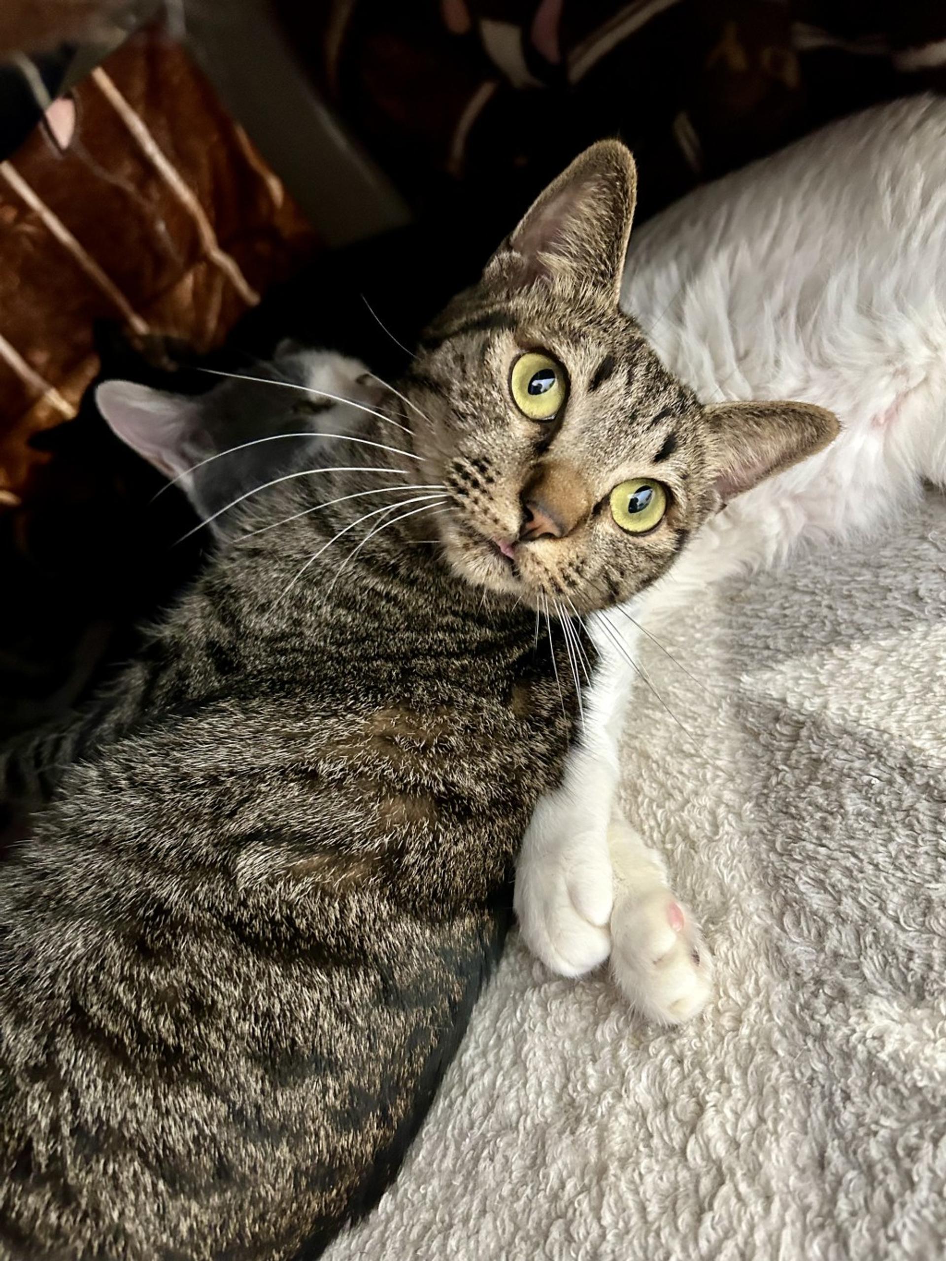 pet-image-8