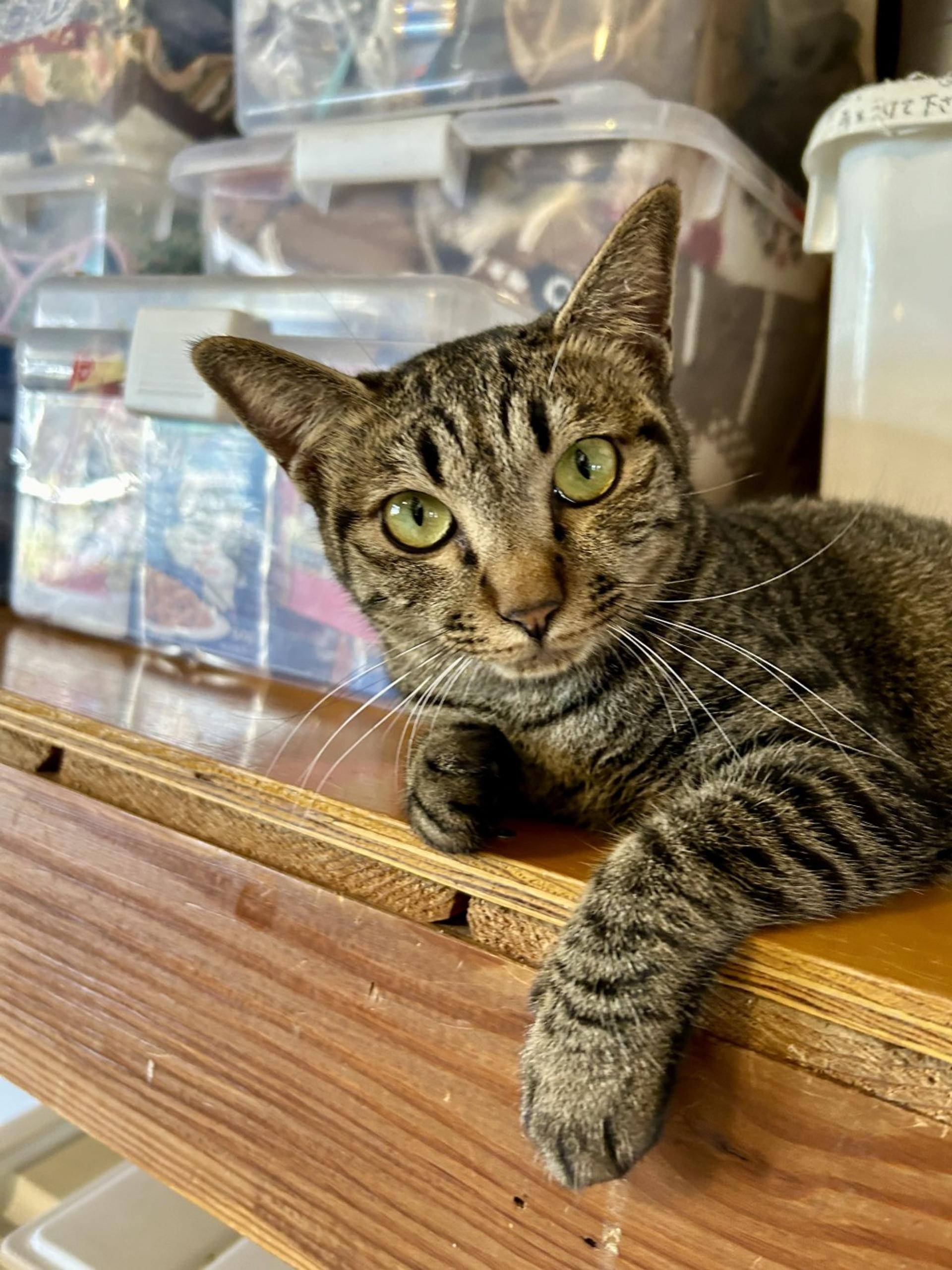 pet-image-5