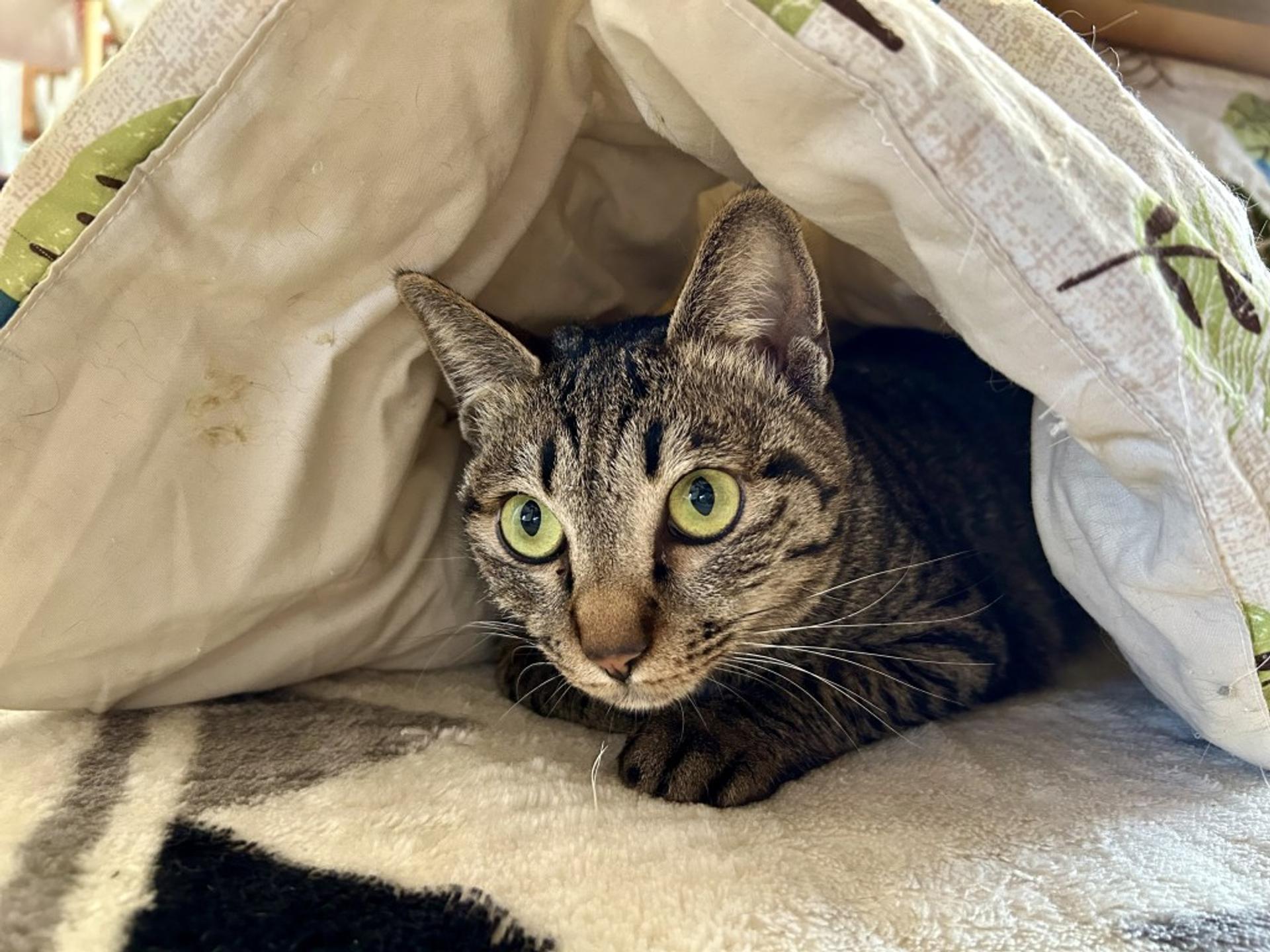 pet-image-9