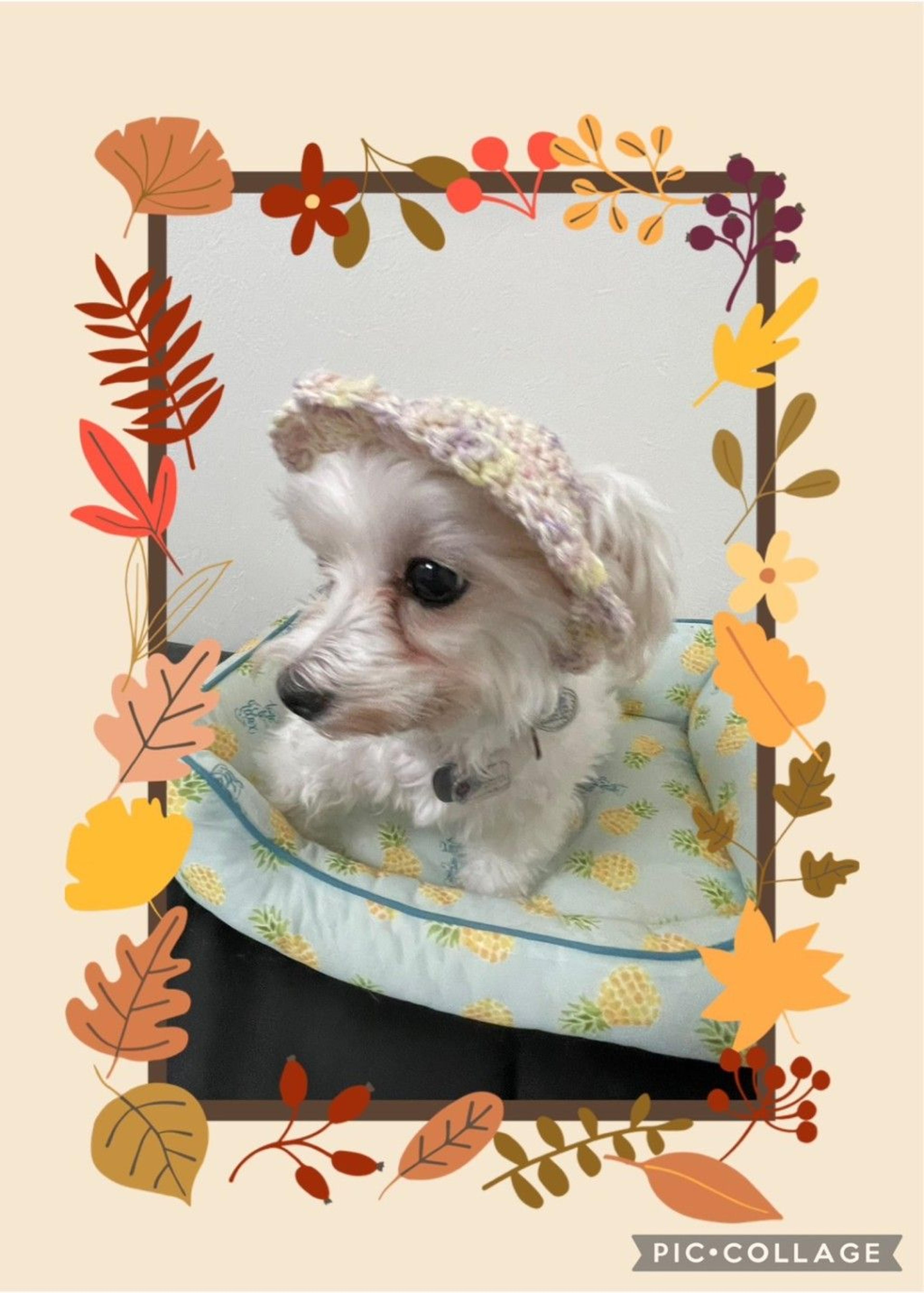pet-image-4