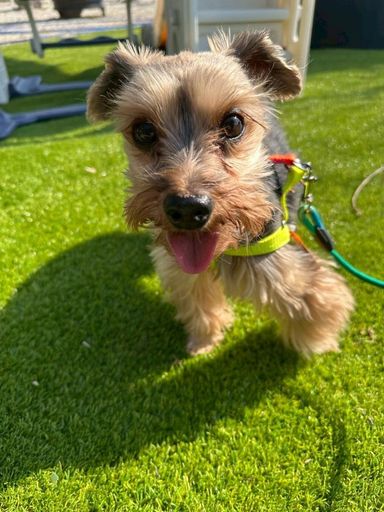 ヨークシャー・テリア・オスの里親募集の写真