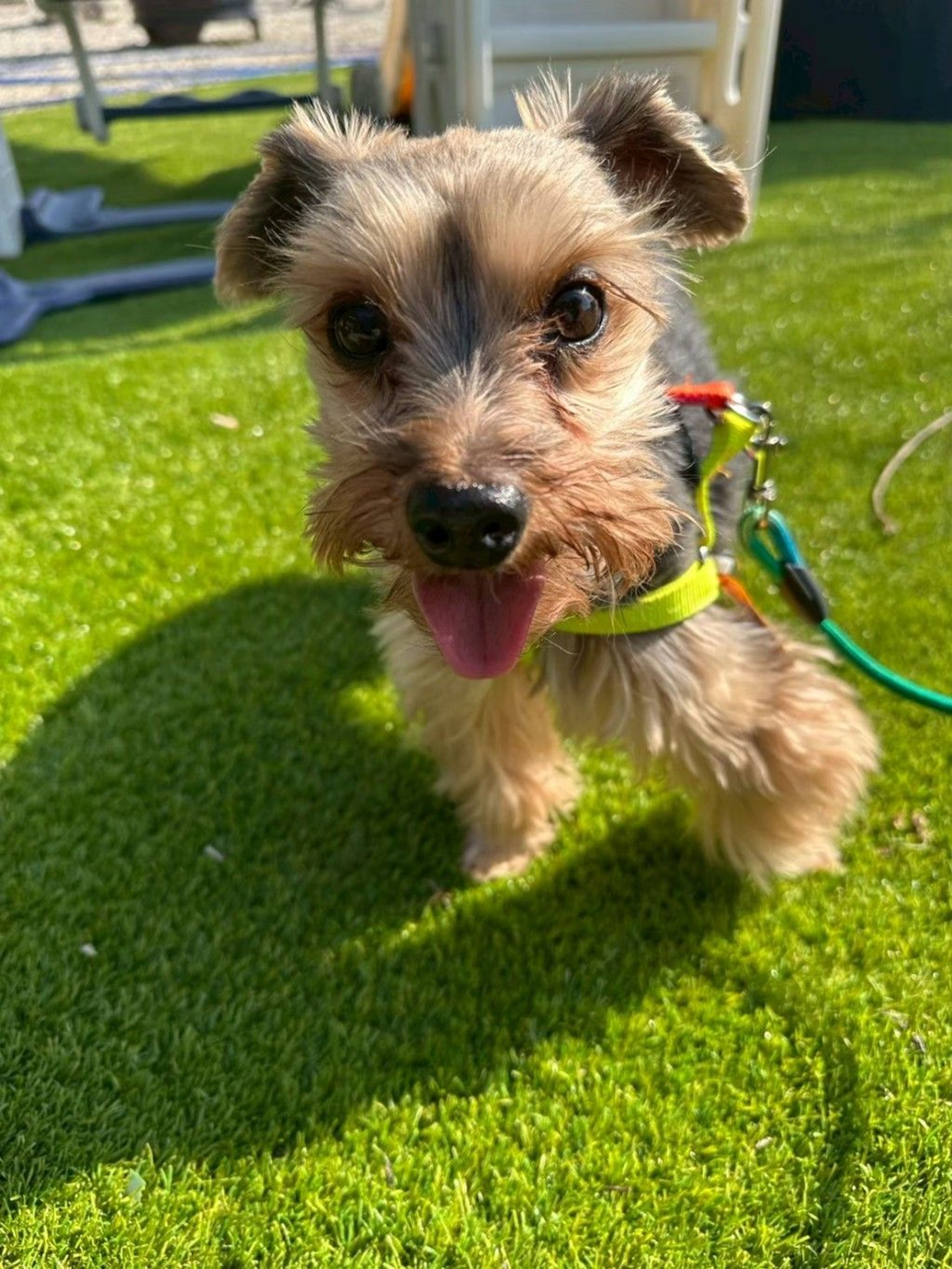 ヨークシャー・テリア・オスの里親募集の写真