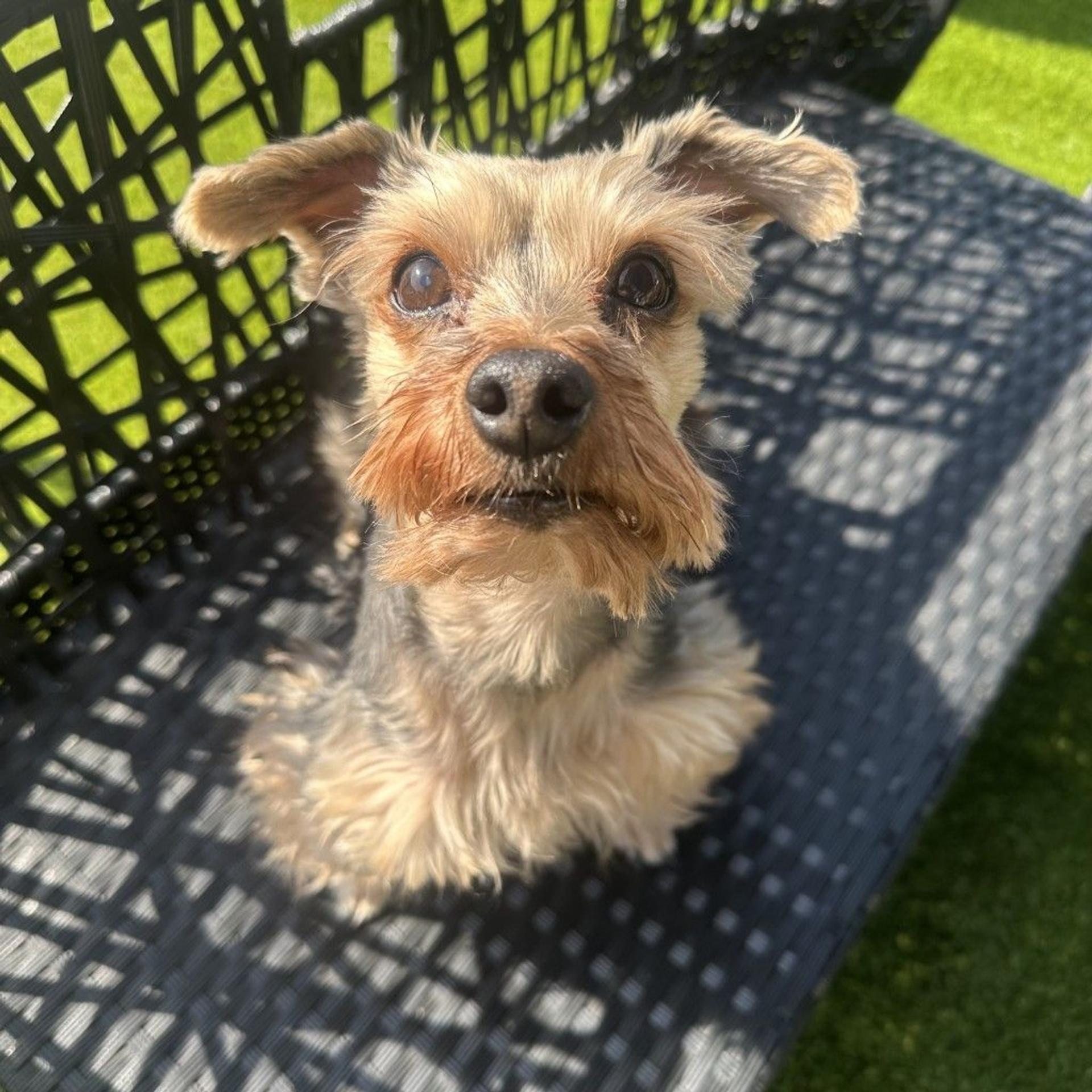 pet-image-2