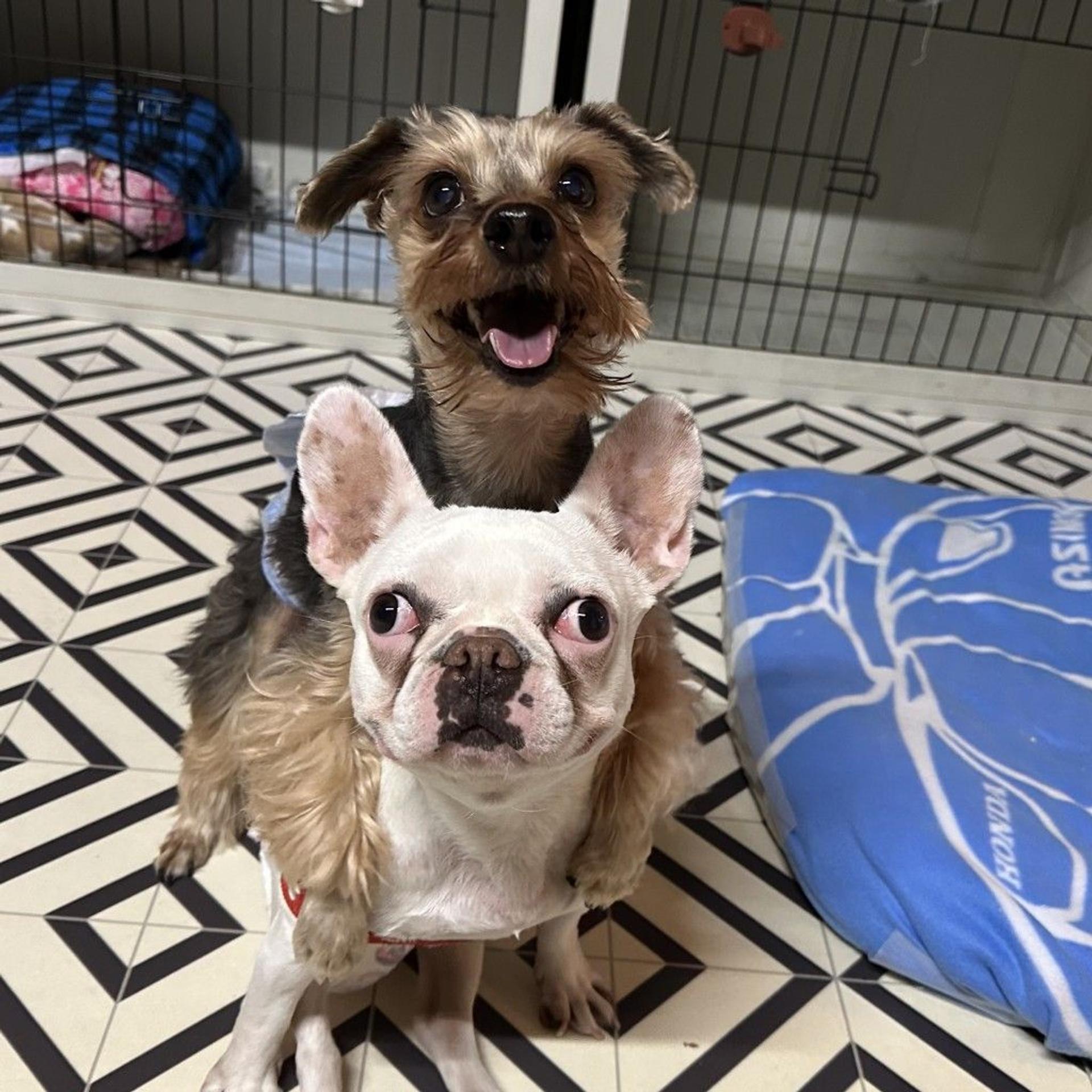 pet-image-4