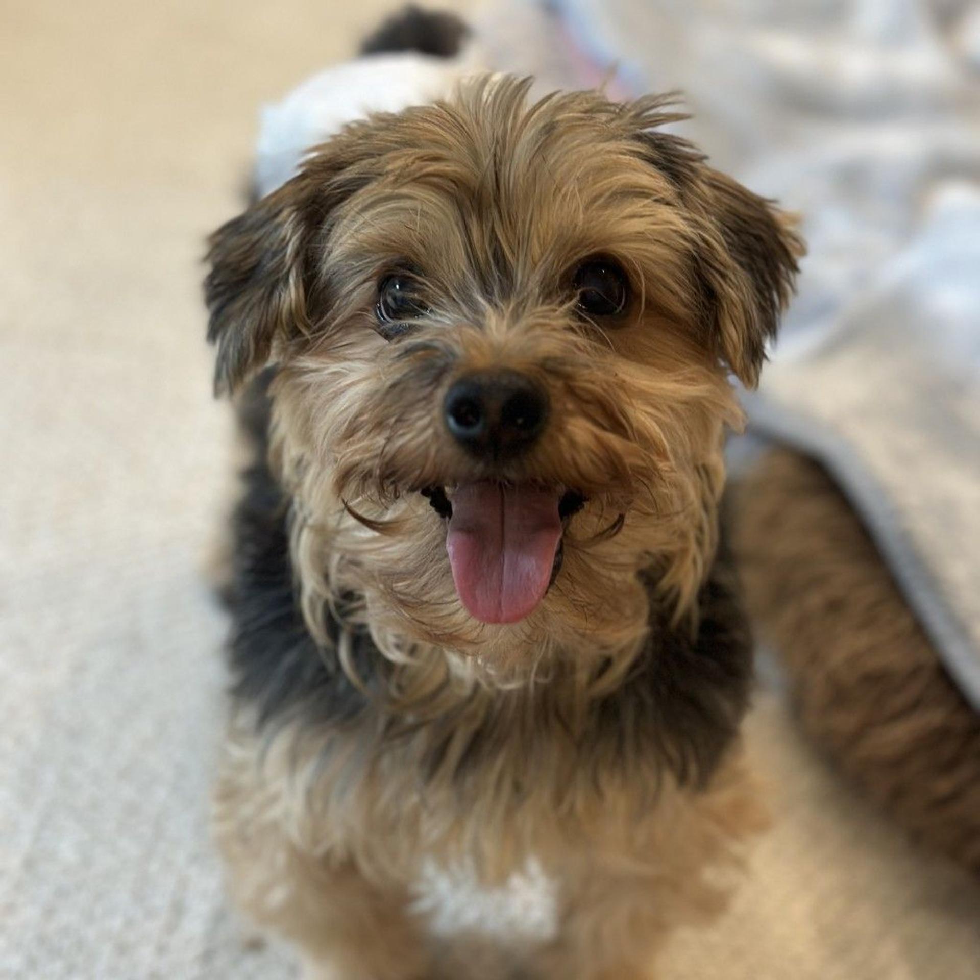 pet-image-5