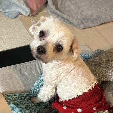 マルチーズ・オスの里親募集の写真