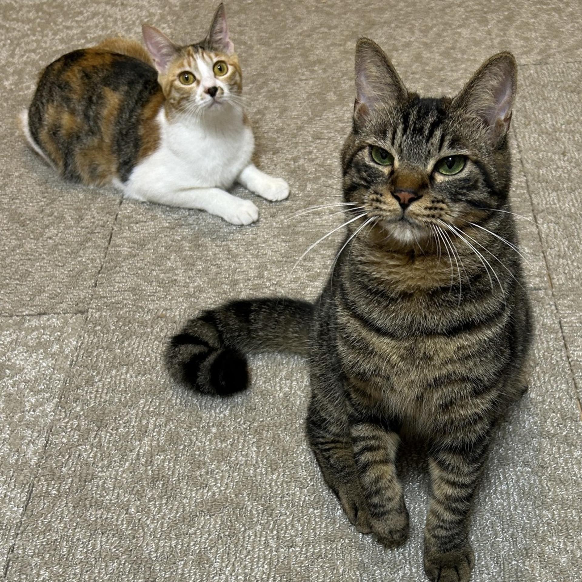 pet-image-4