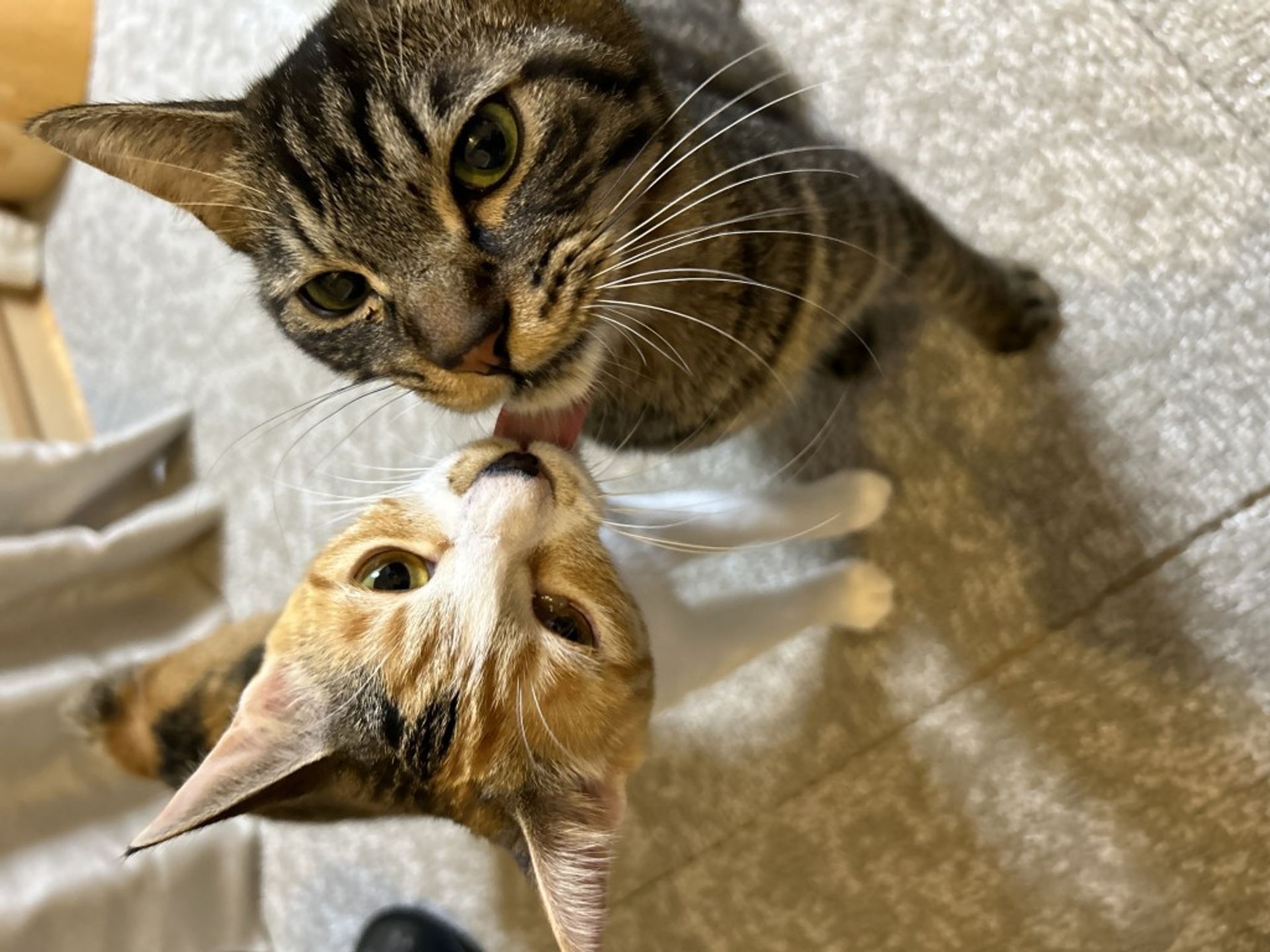 雑種（ミックス猫）・オスの里親募集の写真