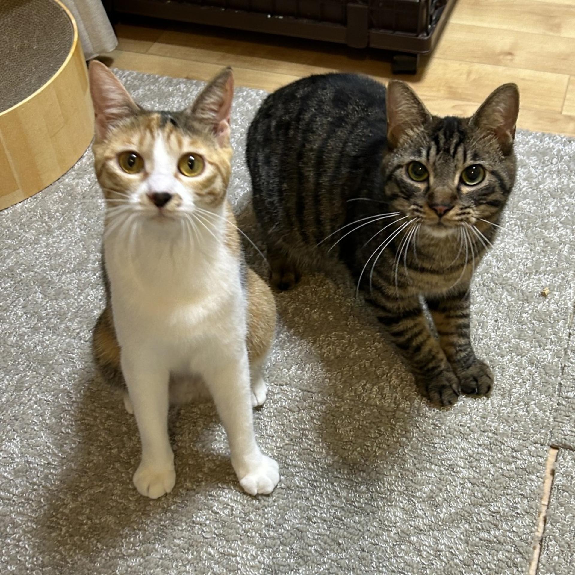 pet-image-2