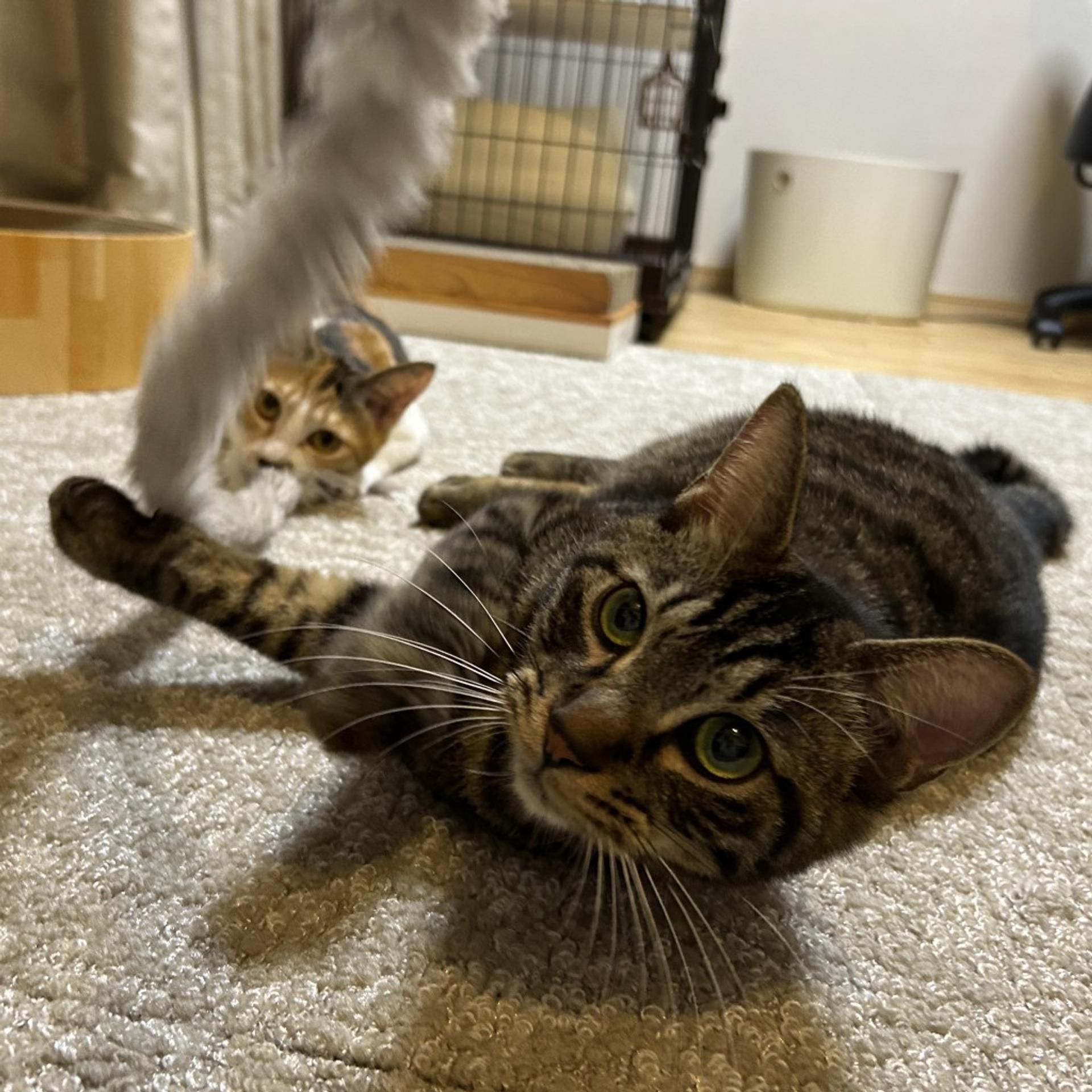 pet-image-6
