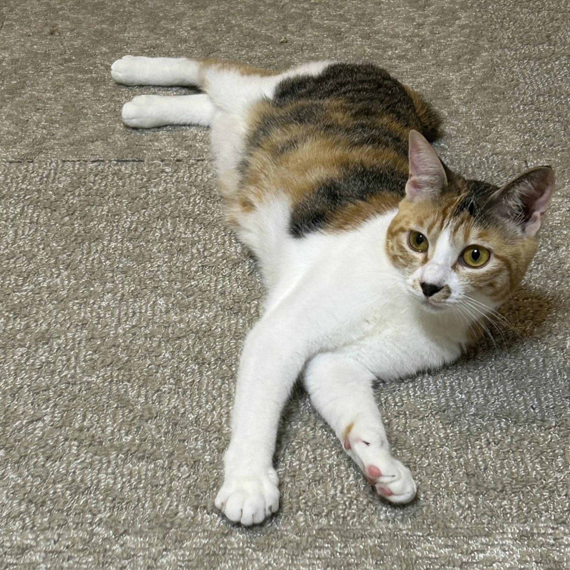 pet-image-7