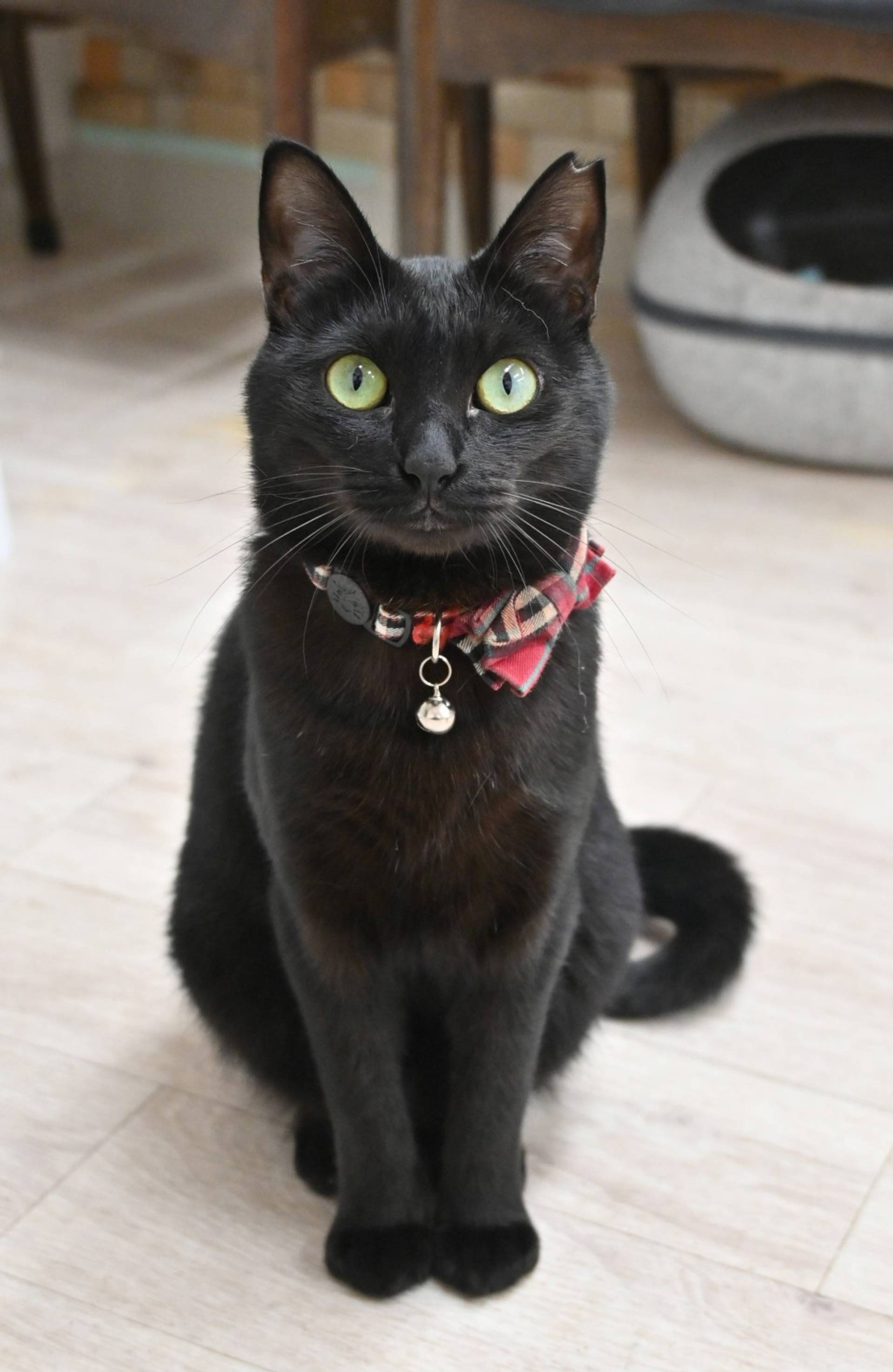 雑種（ミックス猫）・メスの里親募集の写真