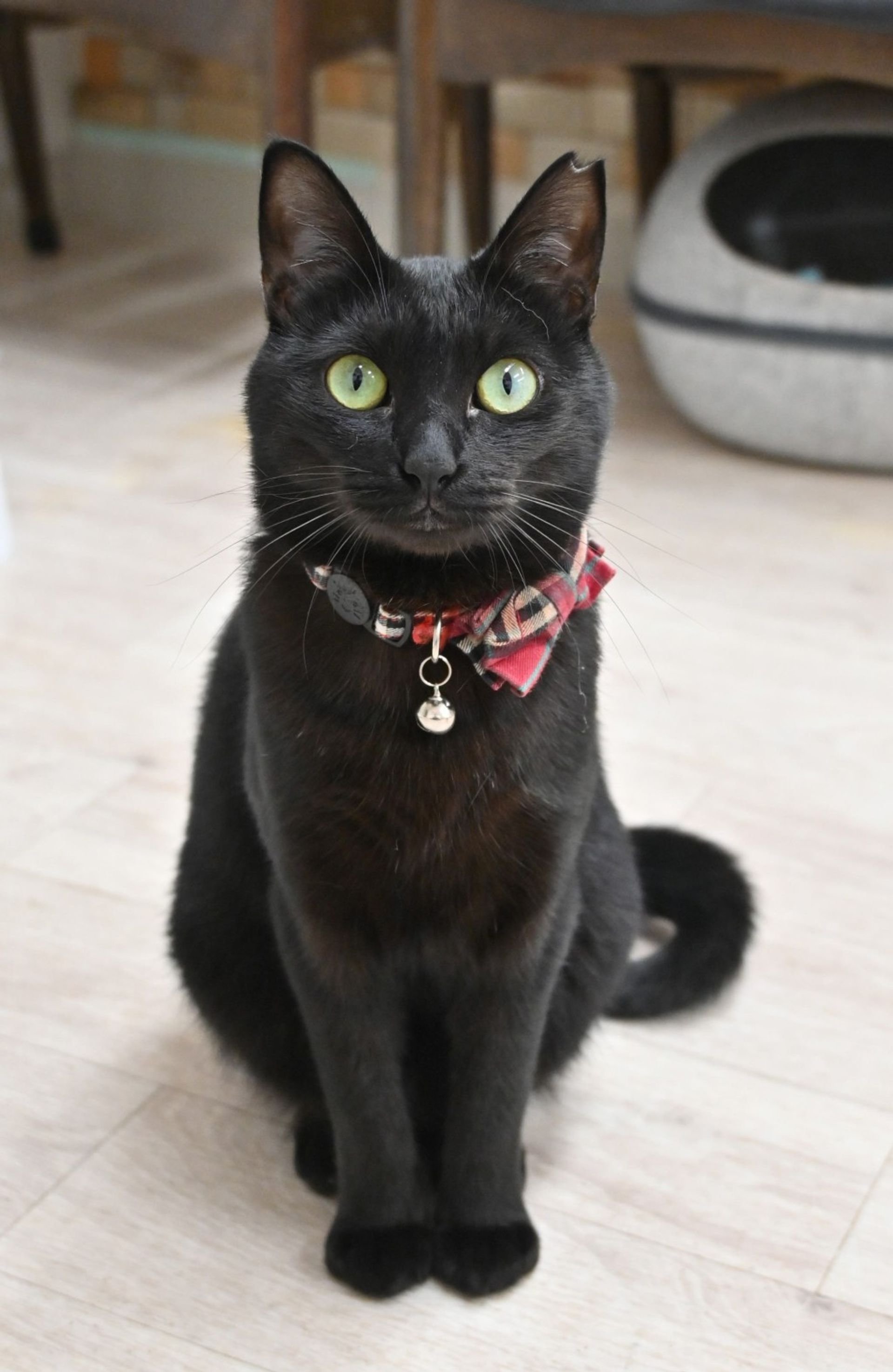 雑種（ミックス猫）・メスの里親募集の写真