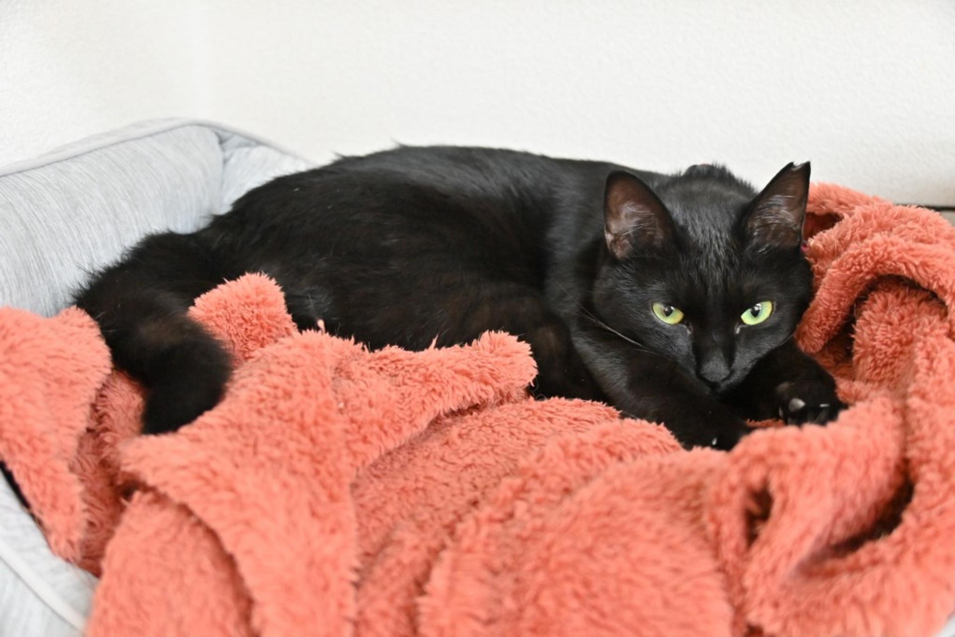 pet-image-3