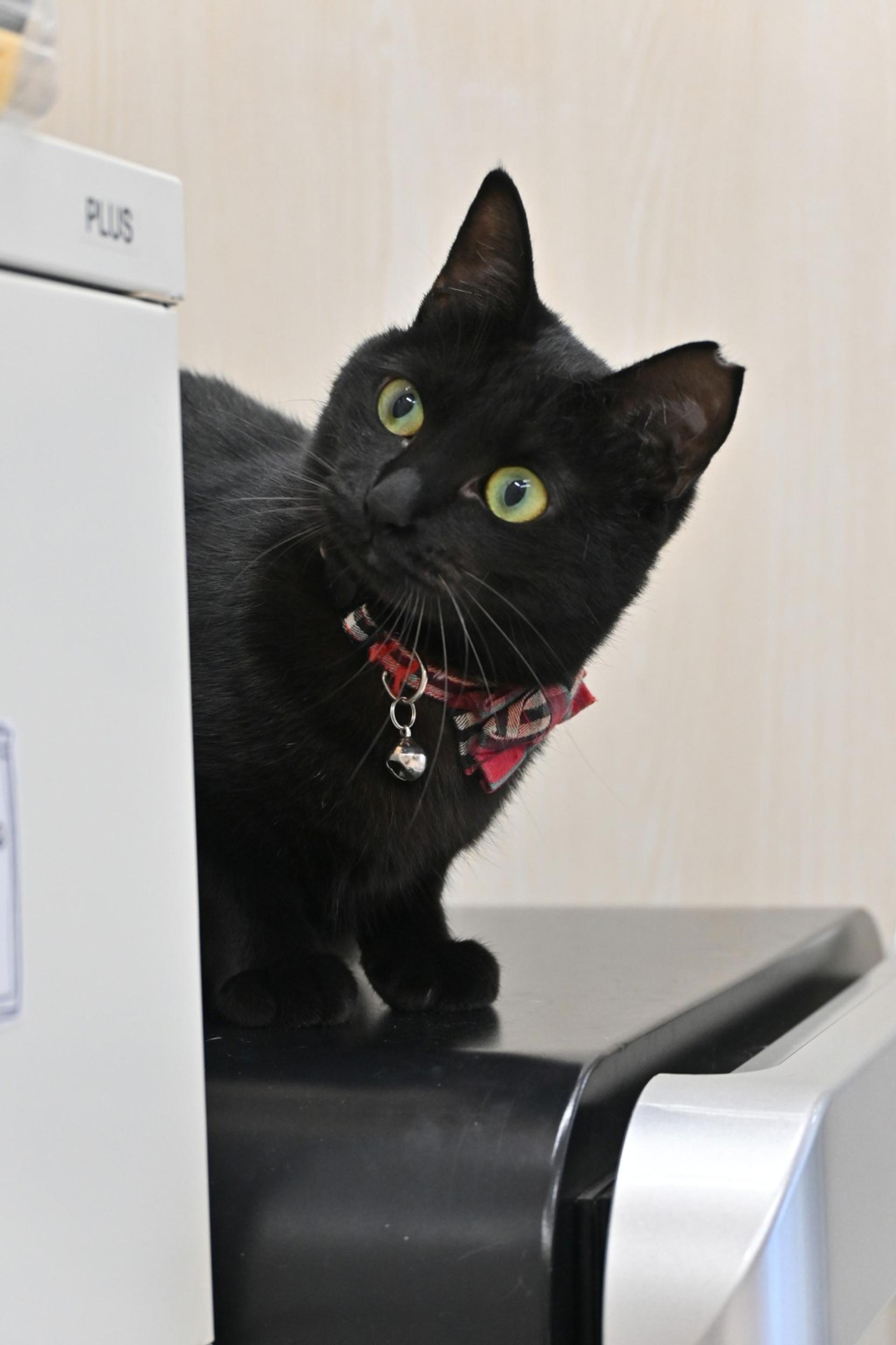 pet-image-5