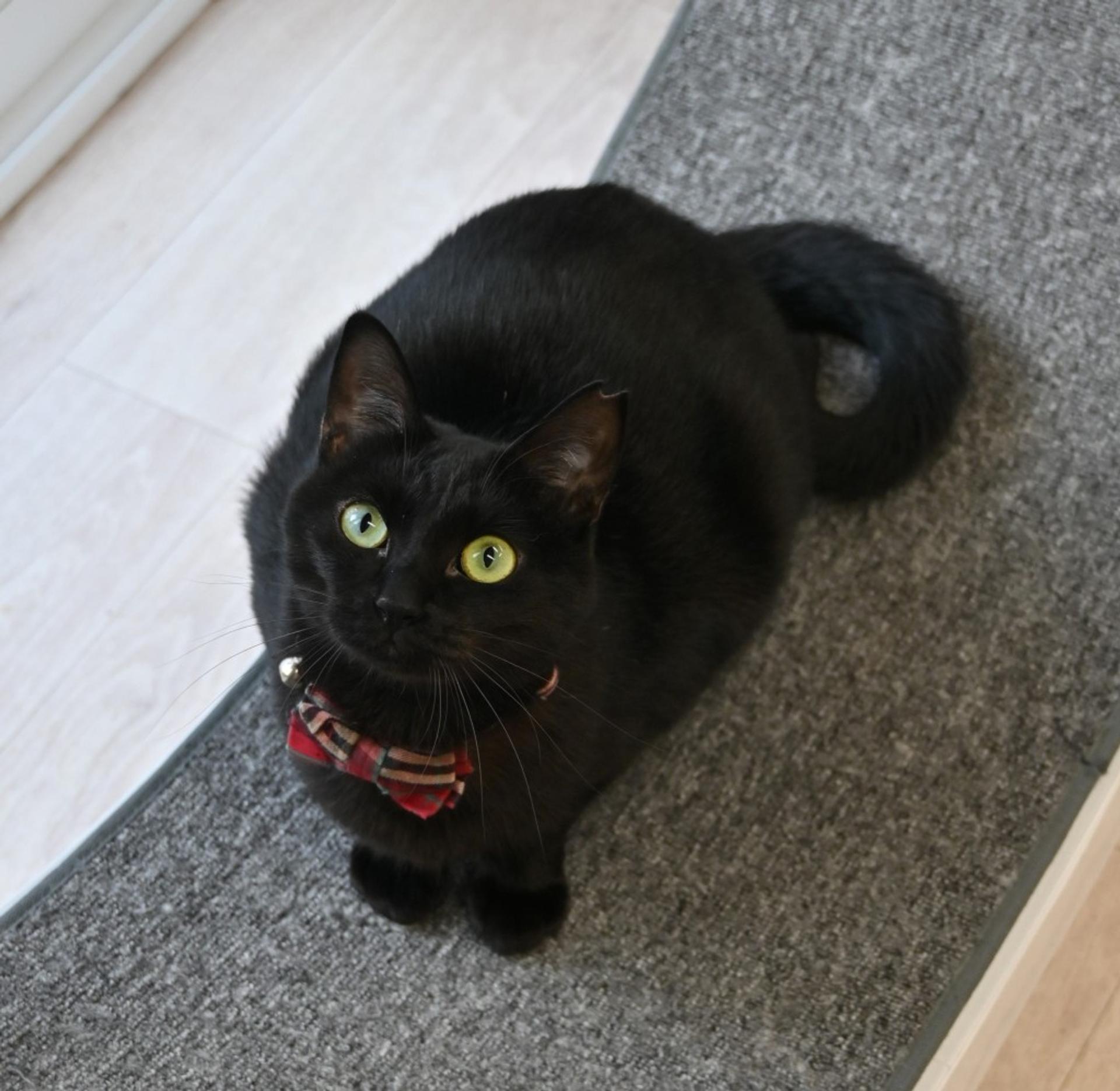 pet-image-6